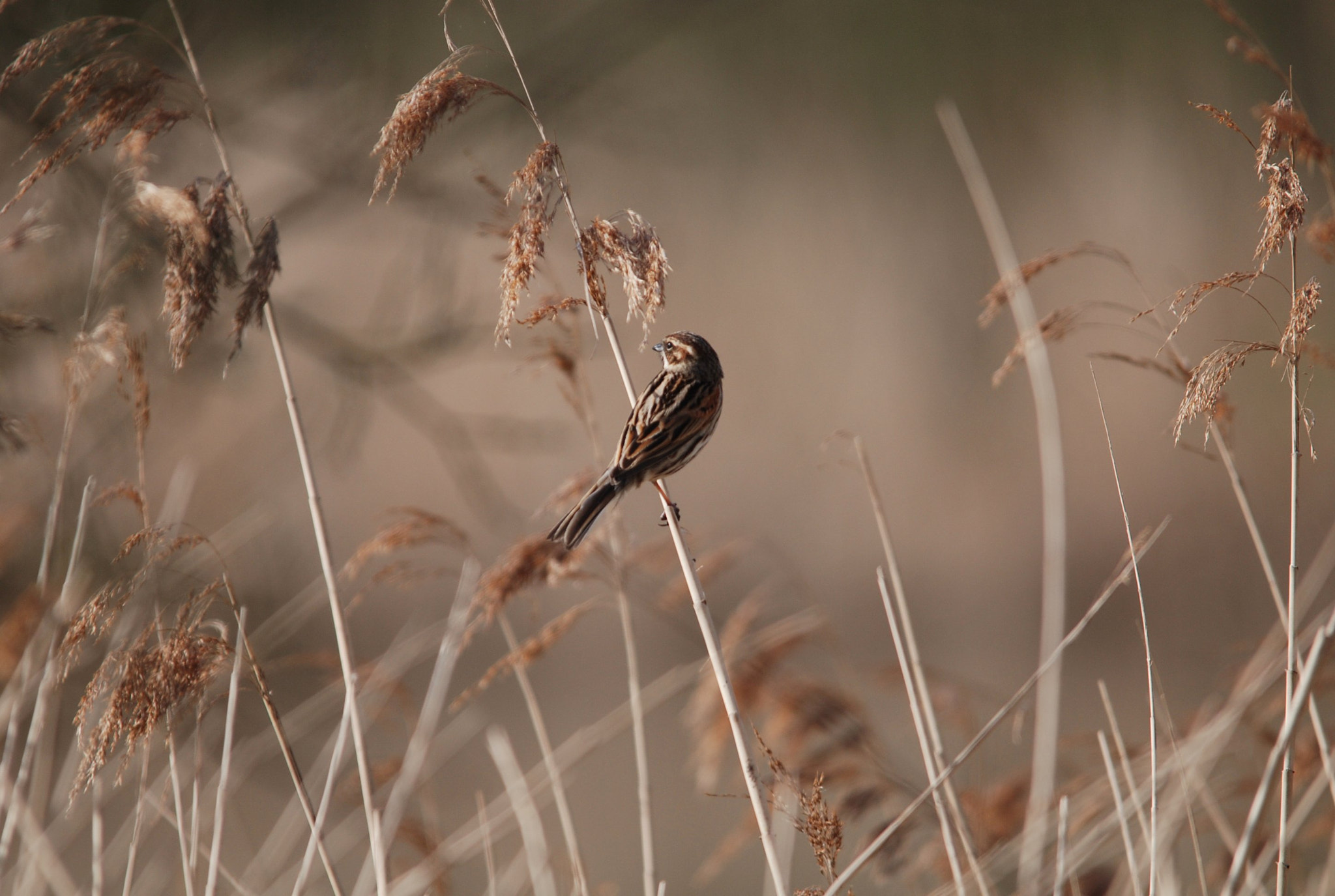 Sigma 150-500mm F5-6.3 DG OS HSM sample photo. Reeds photography