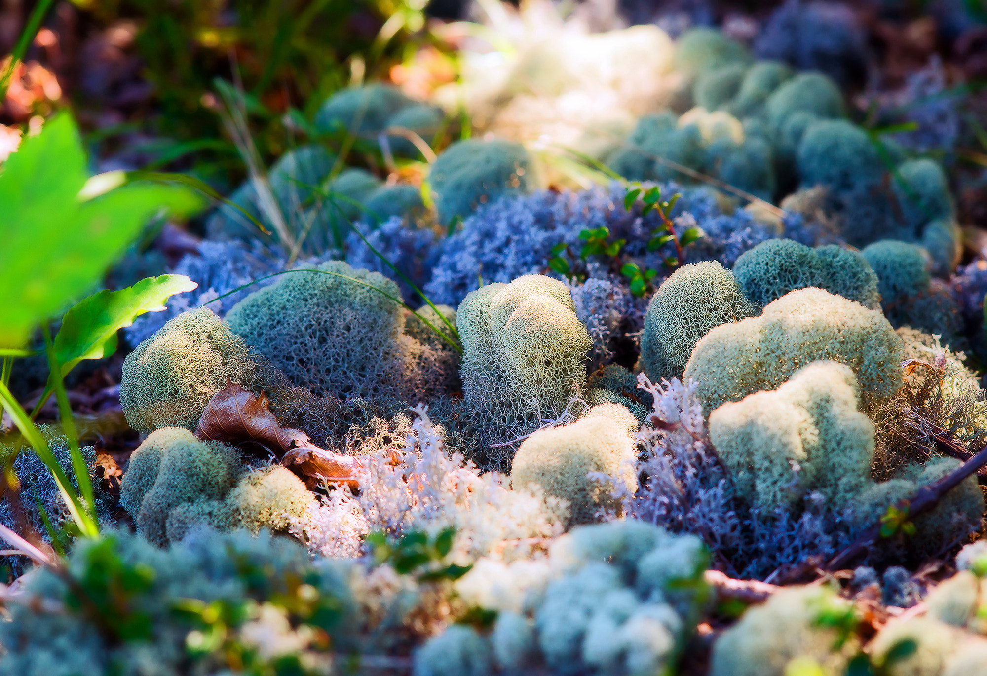 Sony Sonnar T* 135mm F1.8 ZA sample photo. Fairy-tale forest. photography
