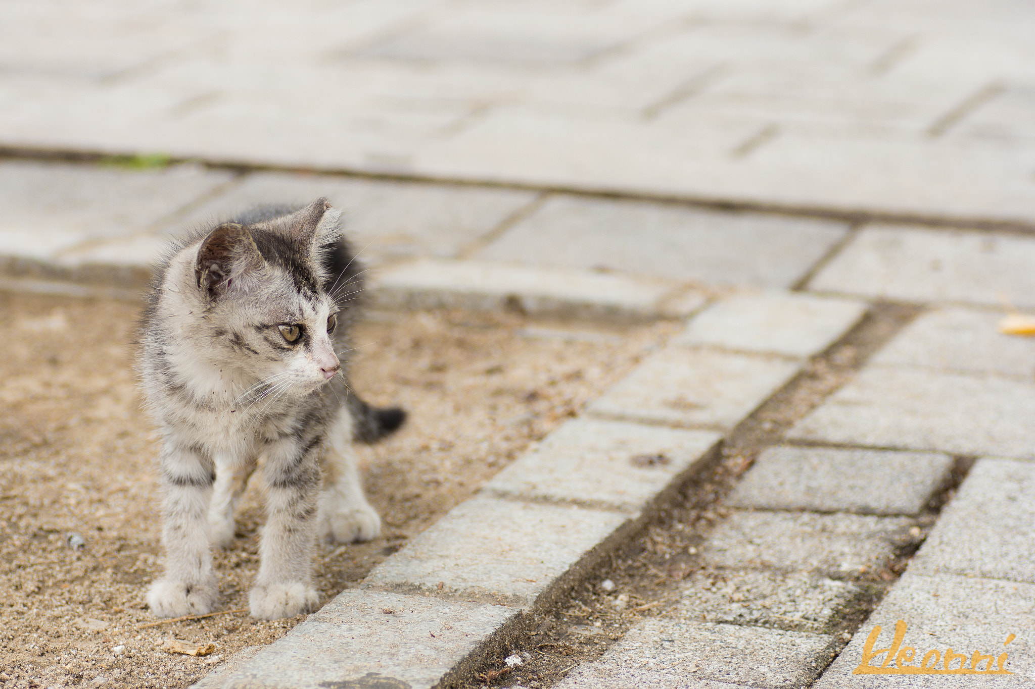 Canon EOS 550D (EOS Rebel T2i / EOS Kiss X4) + Tamron SP AF 90mm F2.8 Di Macro sample photo. Alley cat photography