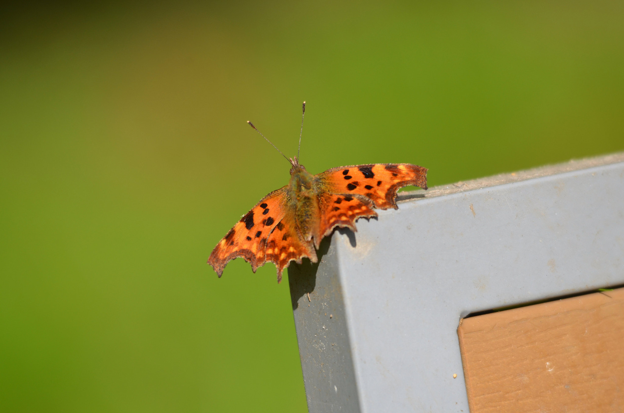 Sigma 150-500mm F5-6.3 DG OS HSM sample photo. Comma photography
