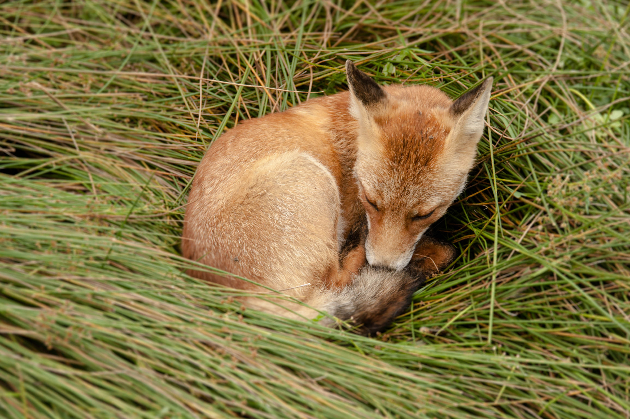 Sigma 18-200mm f/3.5-6.3 DC OS sample photo. Sleepy little friend photography