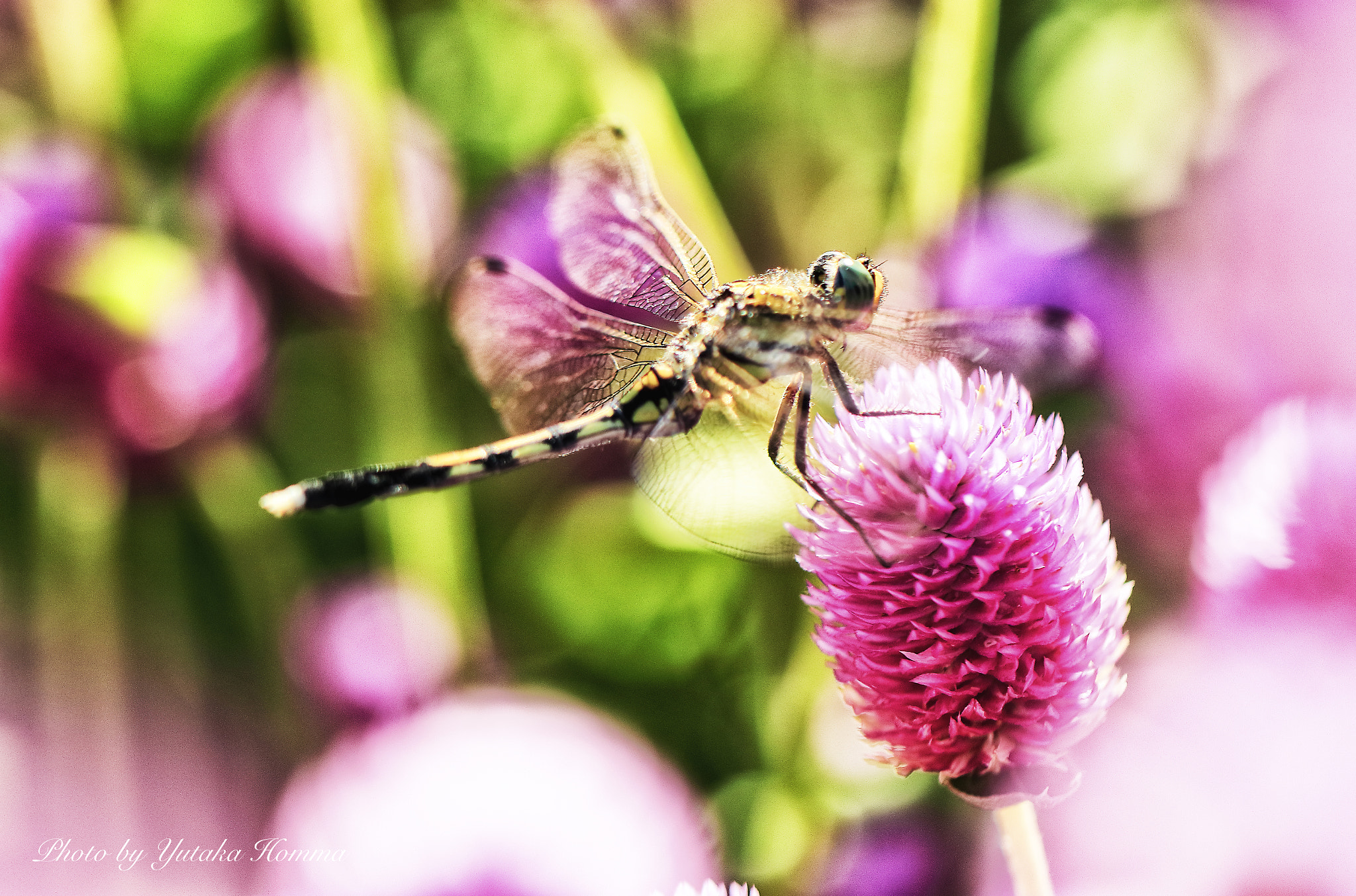 Canon EOS 80D + Canon EF 100mm F2.8L Macro IS USM sample photo. Dragonfly photography