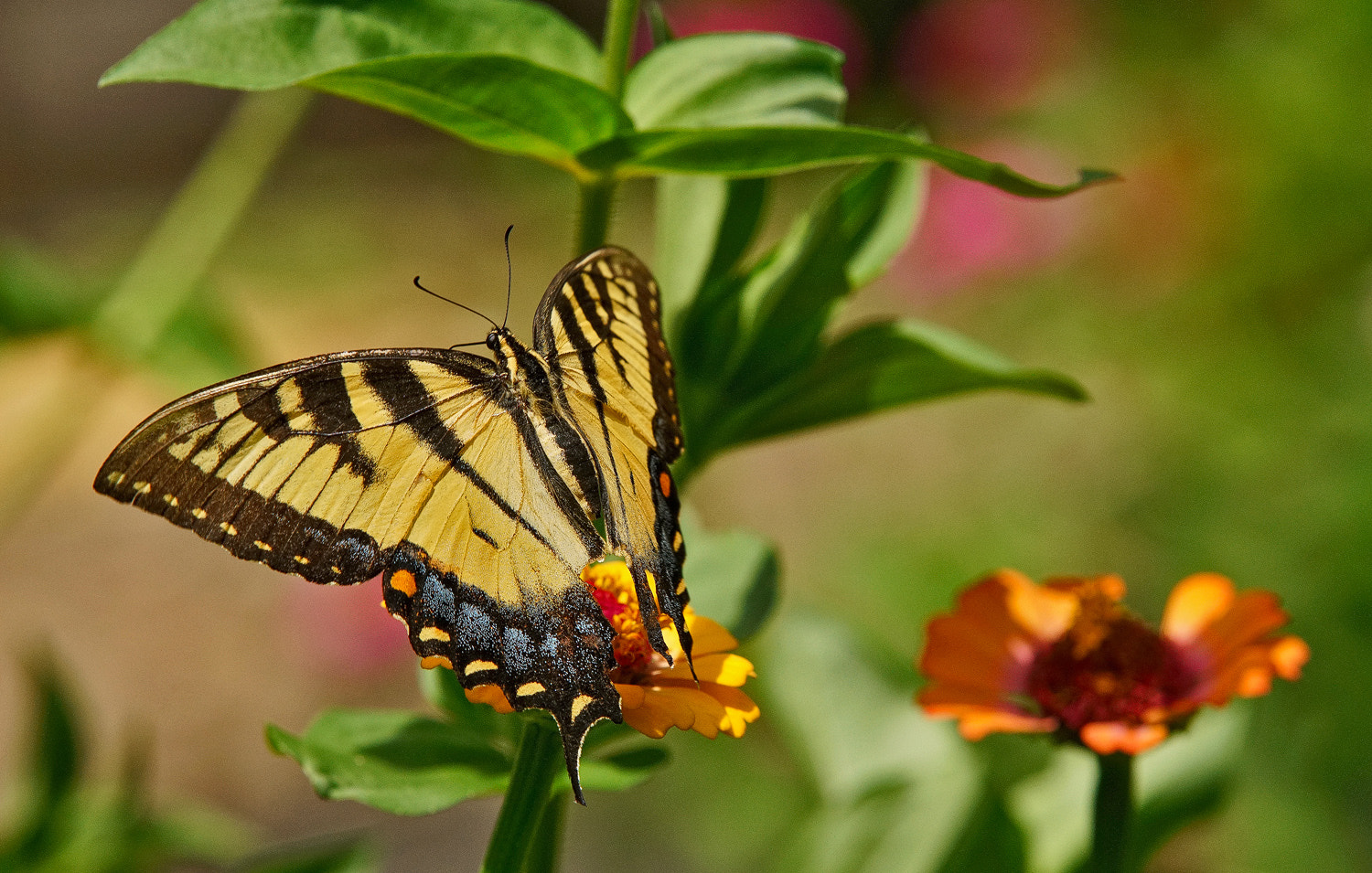 70-200mm F2.8 G SSM OSS II sample photo. Swallowtail and zinnias. photography