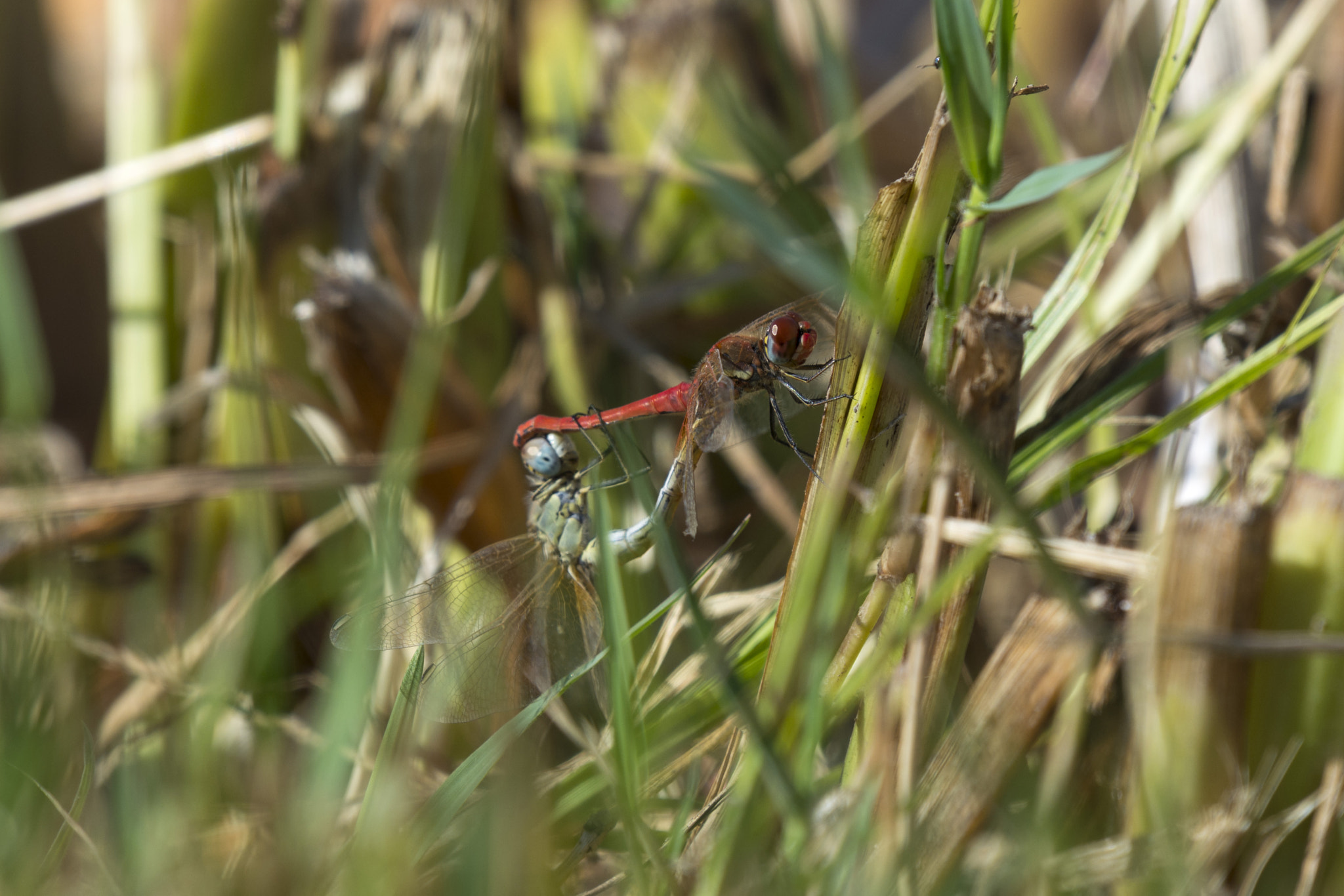 Nikon D5200 + Nikon AF-S Nikkor 200-500mm F5.6E ED VR sample photo. Duet of dragonflies photography