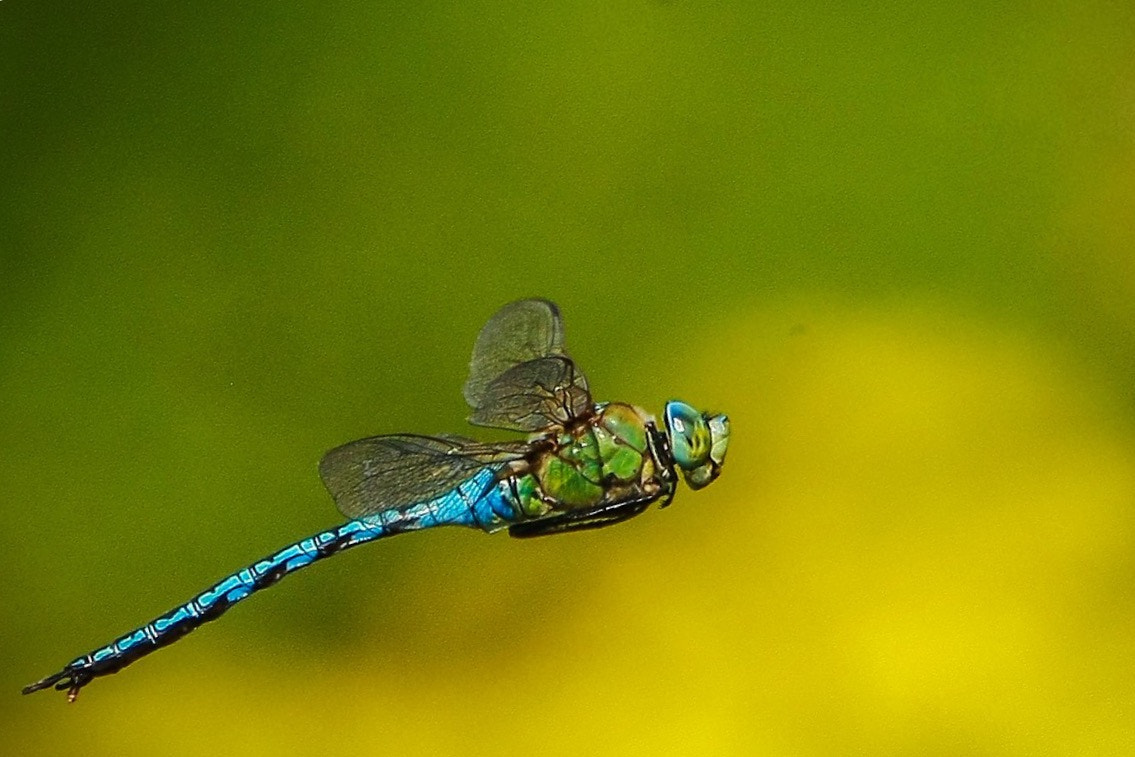 Canon EOS-1Ds Mark III sample photo. Dragonfly photography