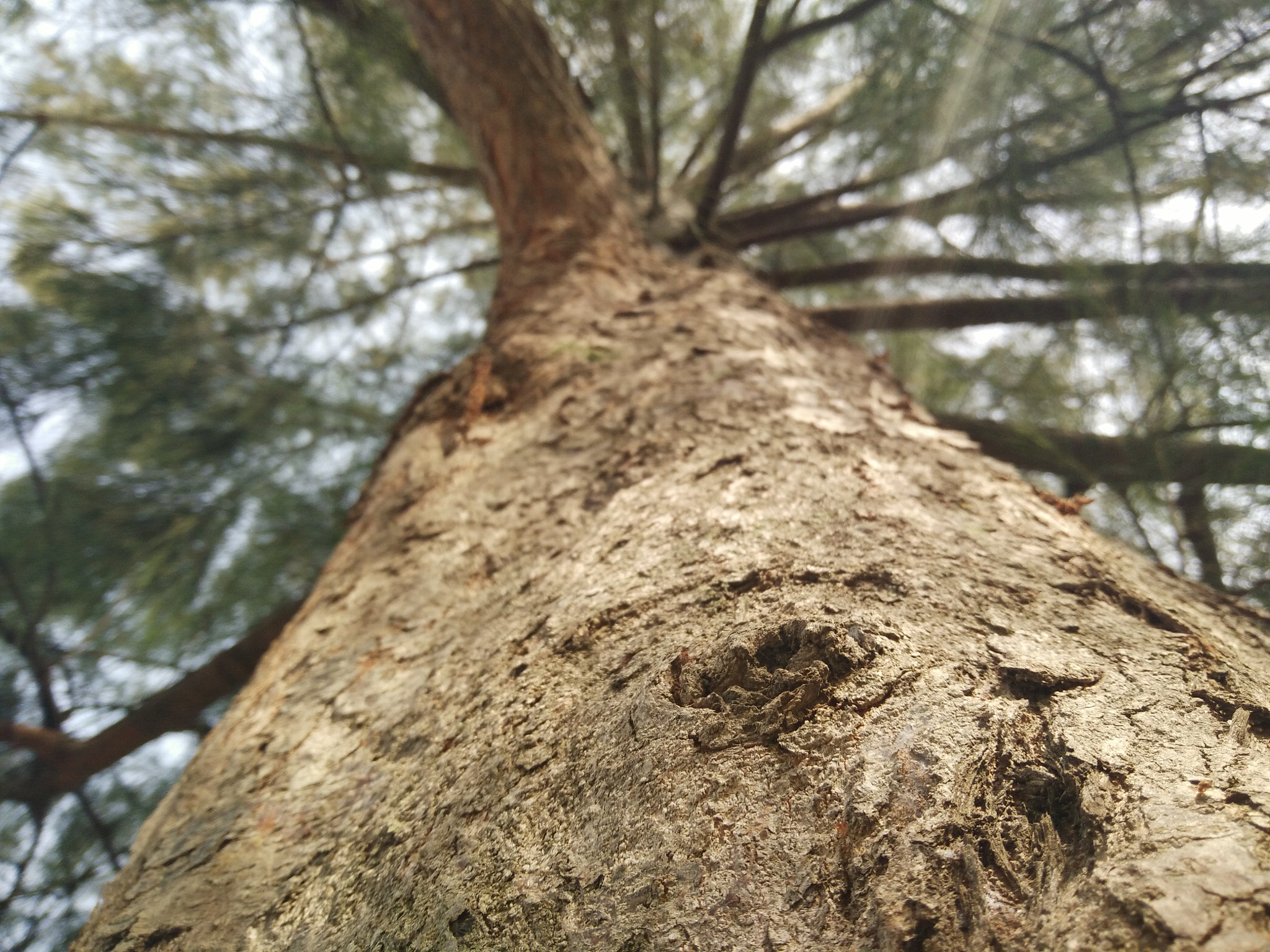 OPPO R7sfg sample photo