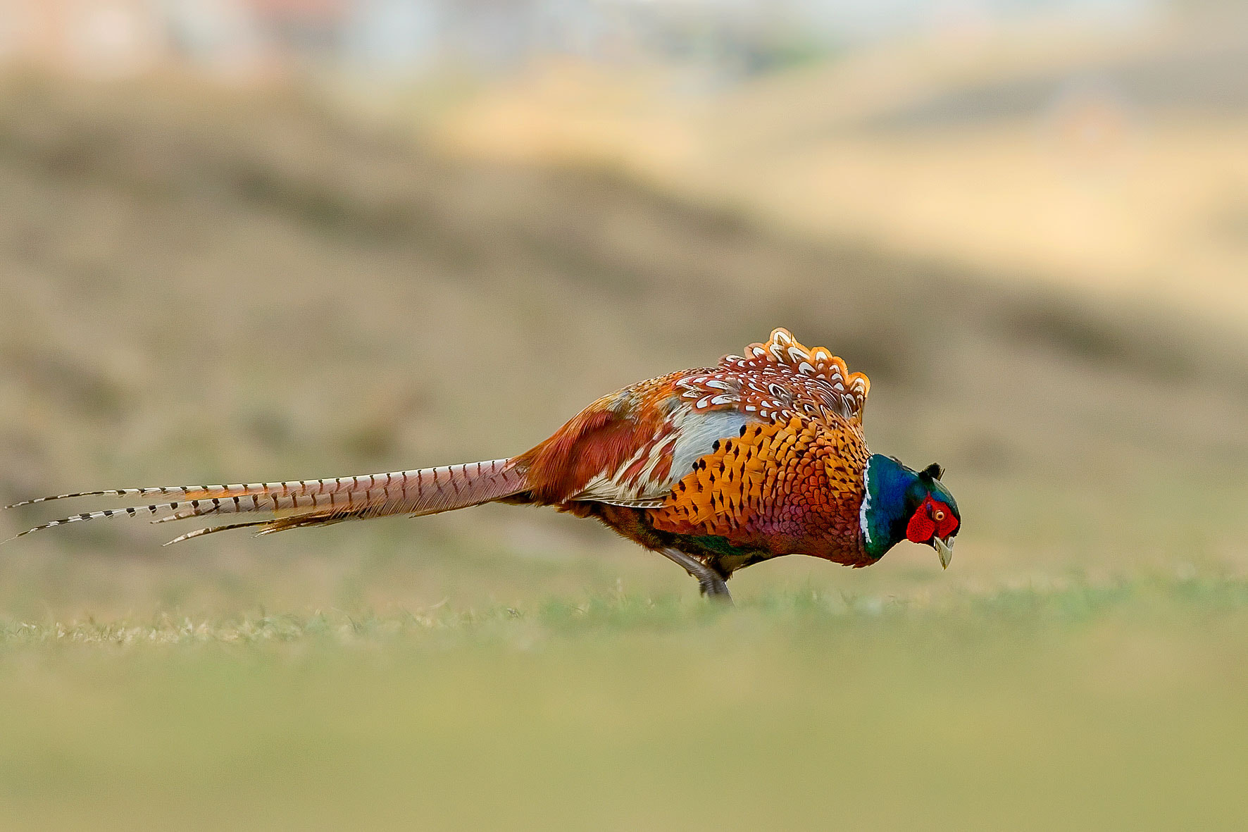 Canon EOS 30D + Canon EF 300mm F4L IS USM sample photo. Pheasant photography