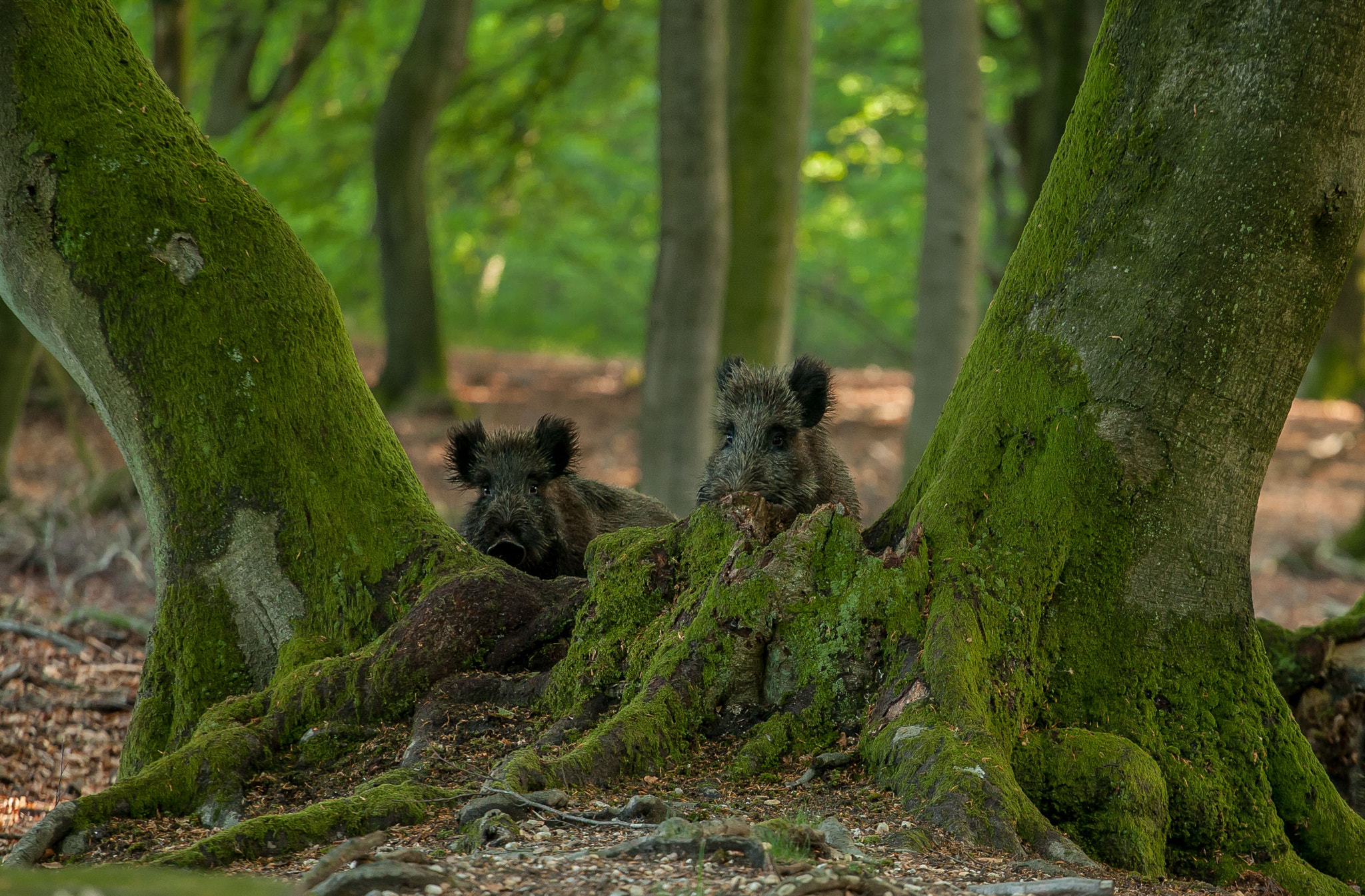 Canon EOS-1D Mark III sample photo. Wild boar photography