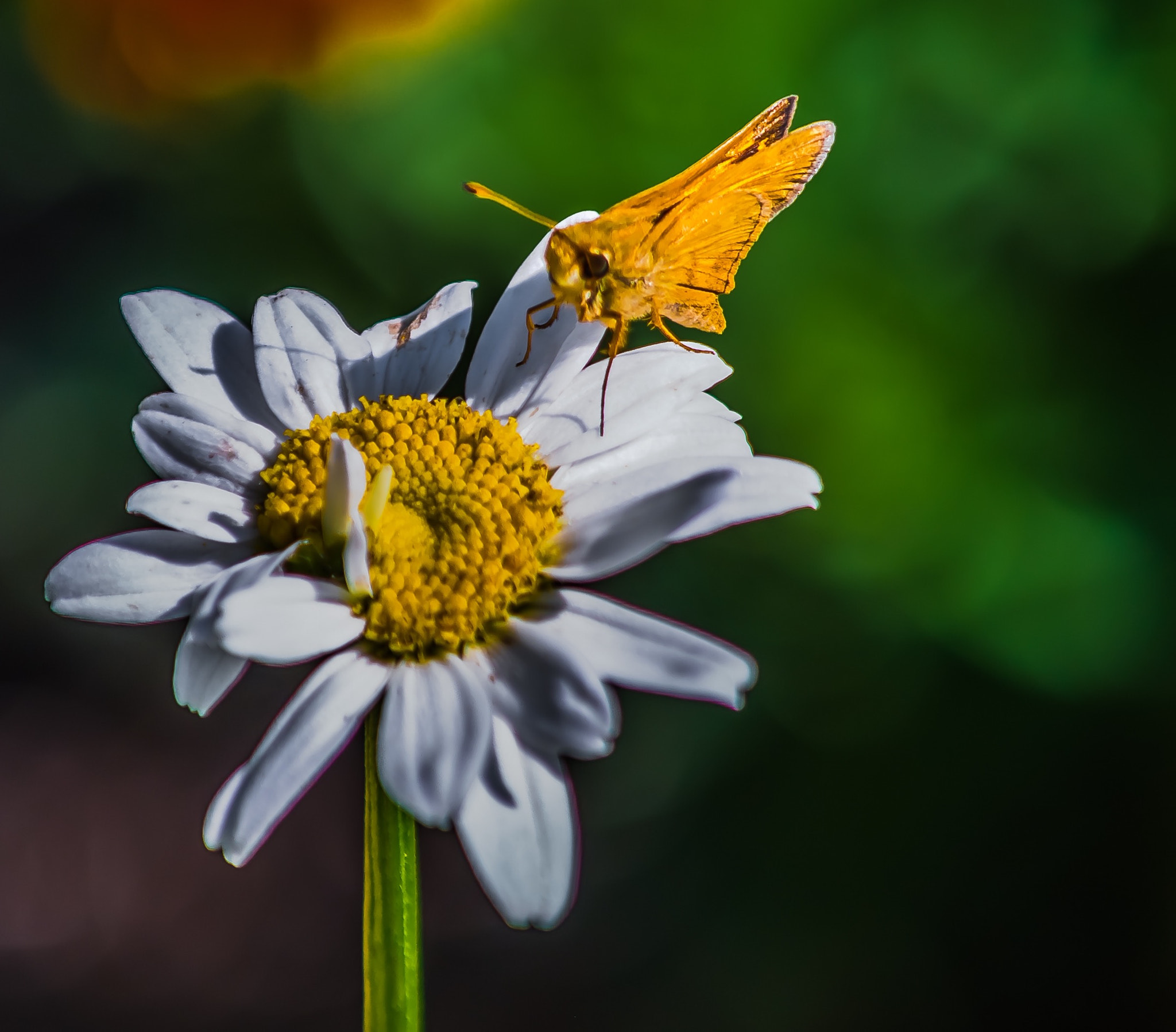 Nikon D800 + Nikon AF Micro-Nikkor 200mm F4D ED-IF sample photo. Summer photography