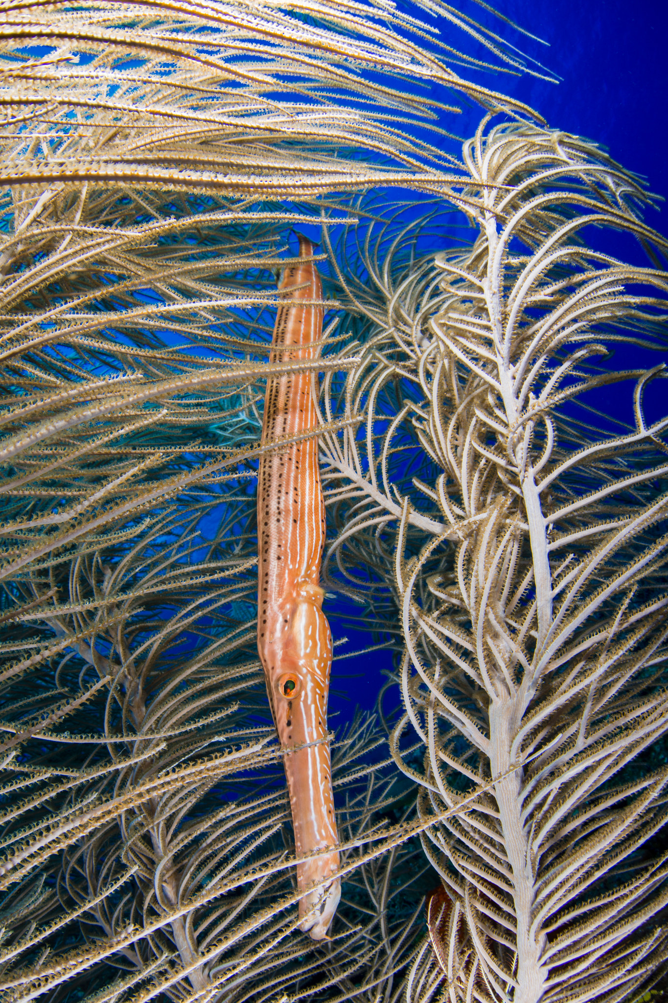 Nikon D800 + Sigma 15mm F2.8 EX DG Diagonal Fisheye sample photo. Trumpetfish photography
