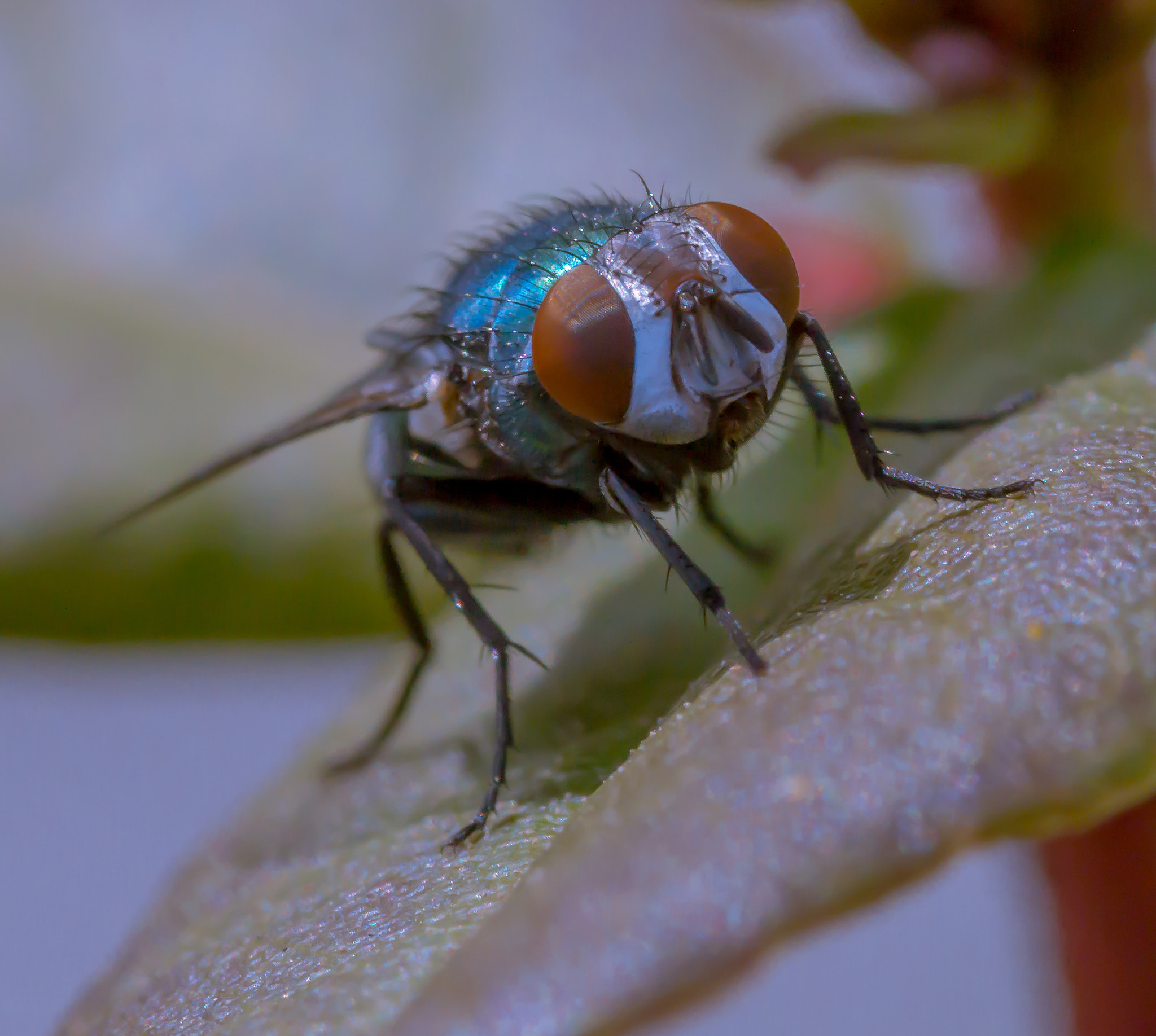 Sony SLT-A58 + 105mm F2.8 sample photo. Bromvlieg photography