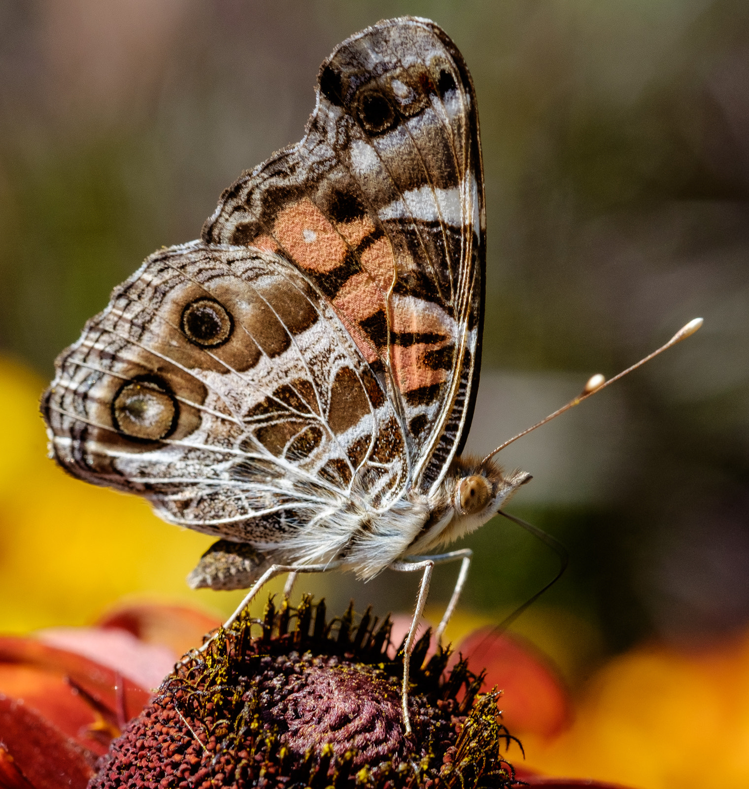 Fujifilm X-E2 + Fujifilm XF 60mm F2.4 R Macro sample photo. Butterfly photography