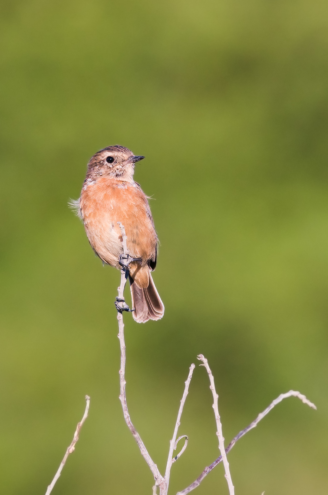 Sony 300mm F2.8 G SSM II sample photo. Saxicola torquatus photography