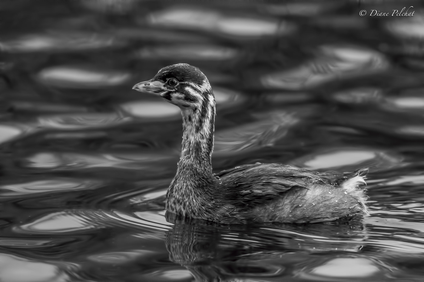 Canon EF 300mm F2.8L IS II USM sample photo. Juvenile pied-billed grebe photography