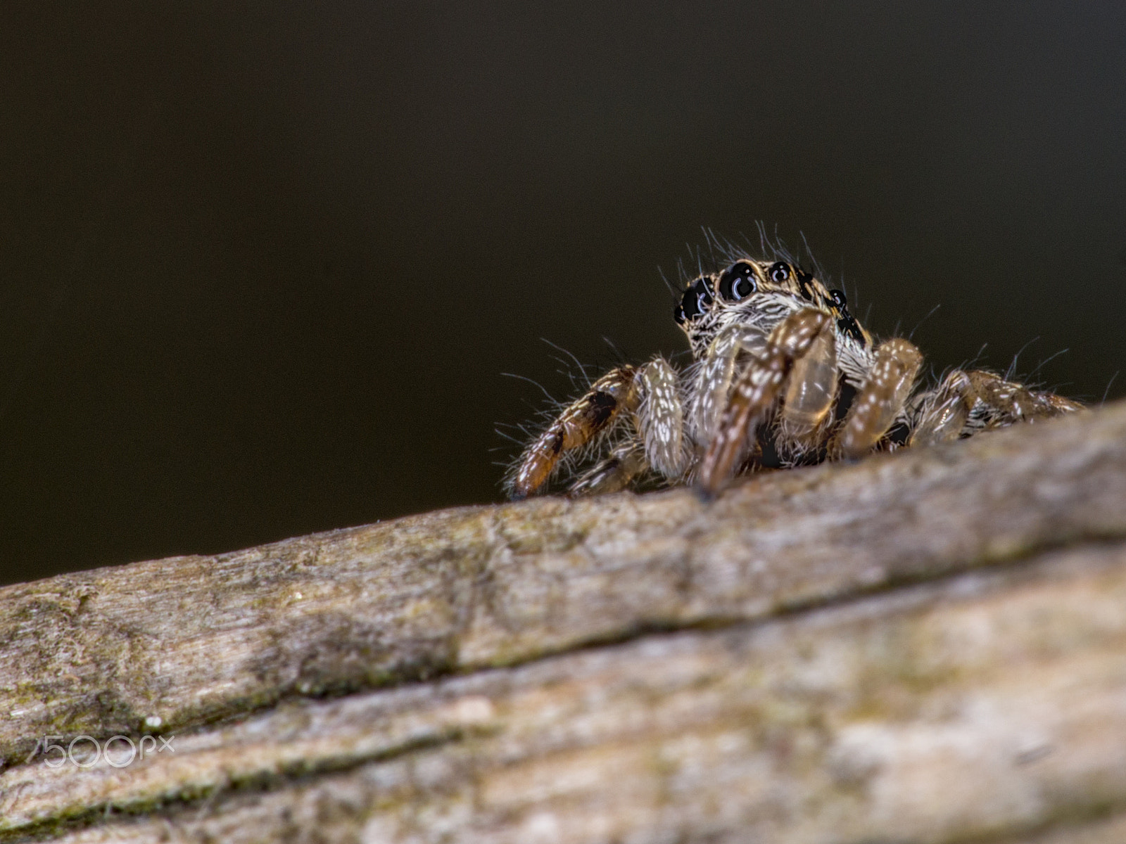 Panasonic Lumix DMC-GH3 sample photo. Salticus scenicus photography