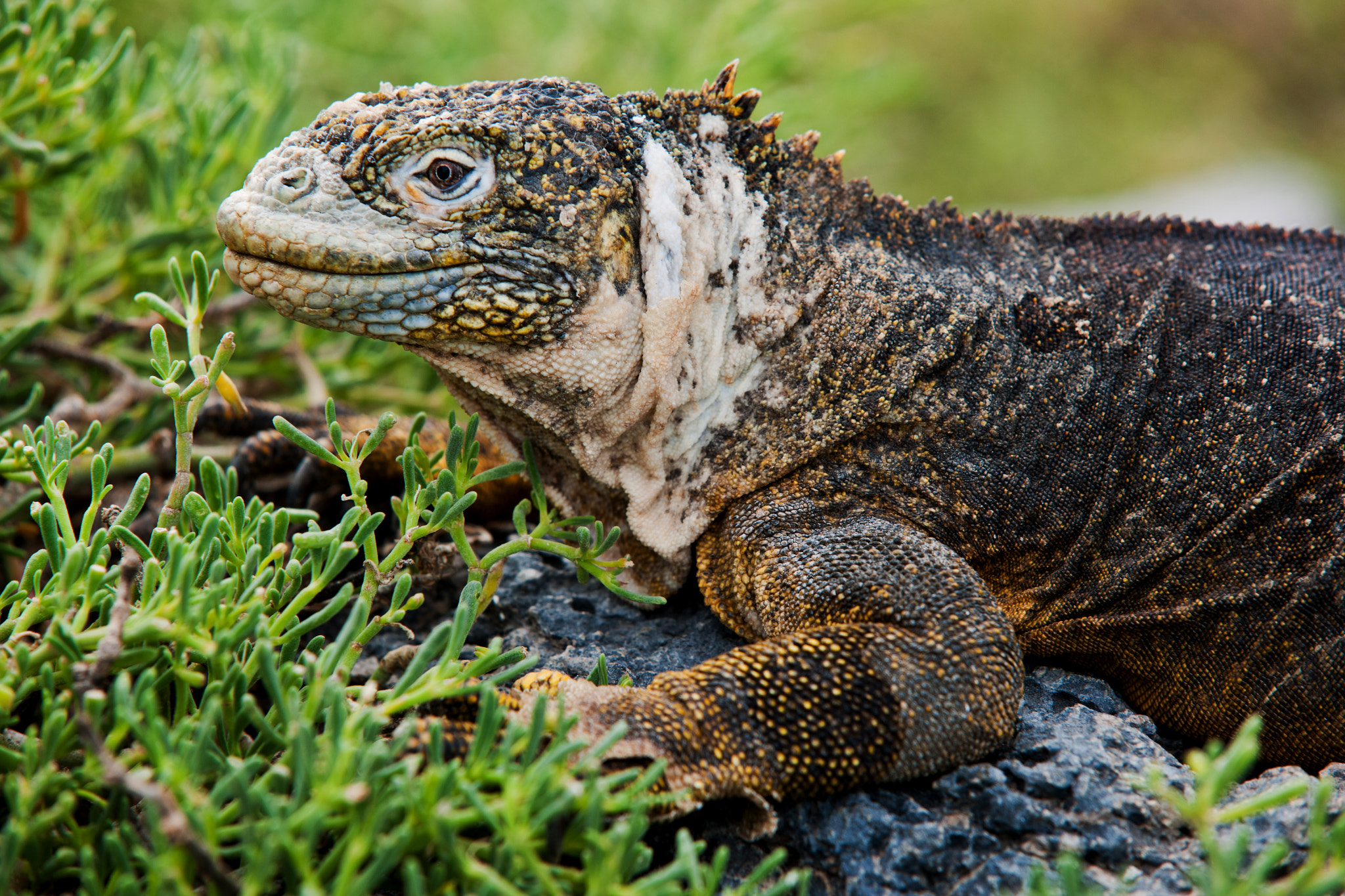Nikon D3X sample photo. [ hybrid iguana ] photography