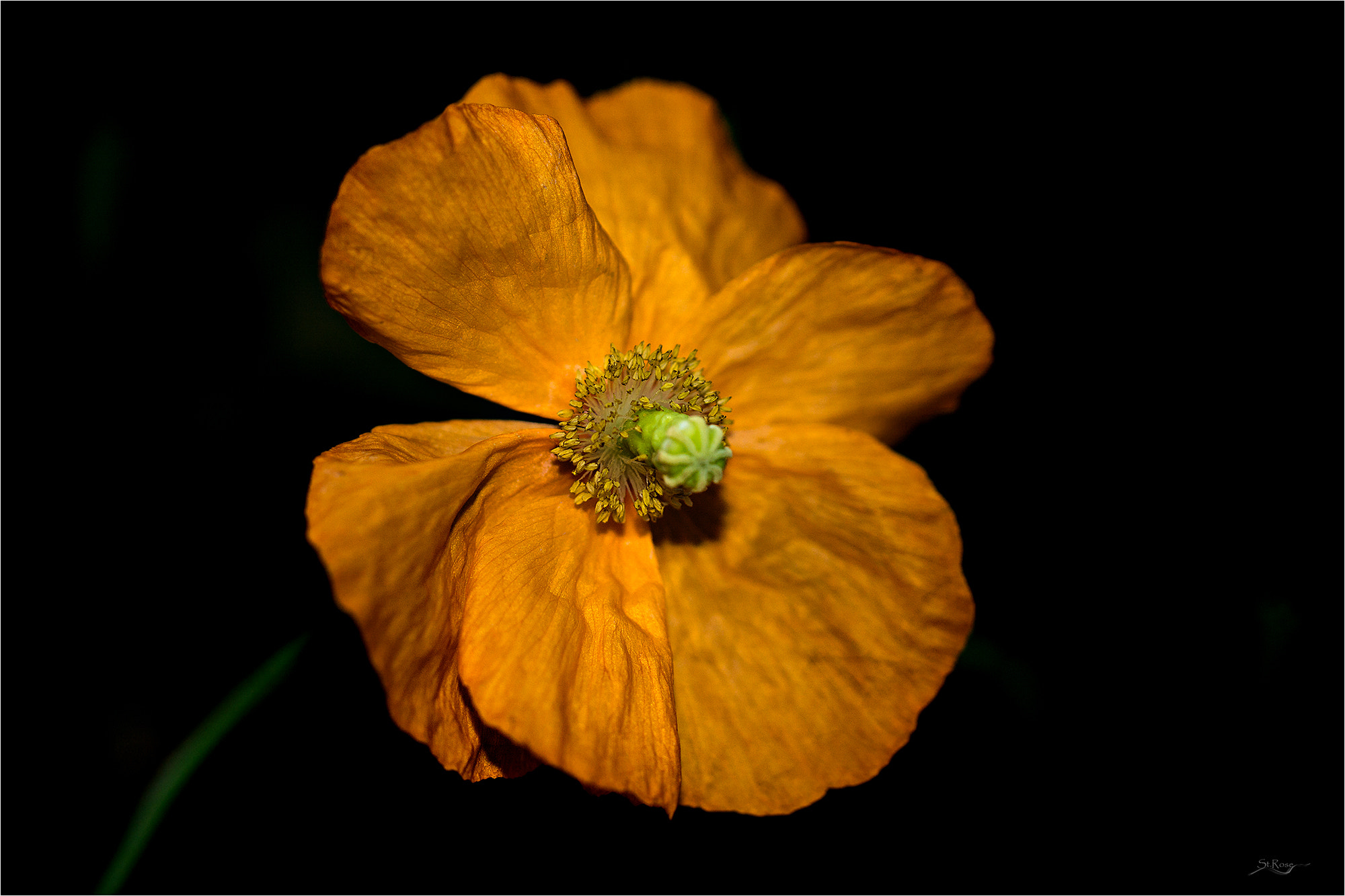 Sony a6000 + 90mm F2.8 Macro SSM sample photo. Poppy, the 1000000 photography