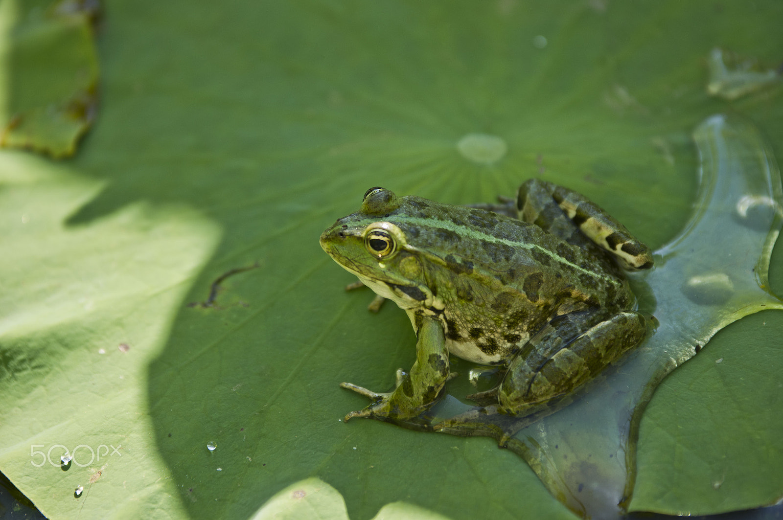 Sony SLT-A55 (SLT-A55V) + Sigma 70-200mm F2.8 EX DG Macro HSM II sample photo. Frog photography