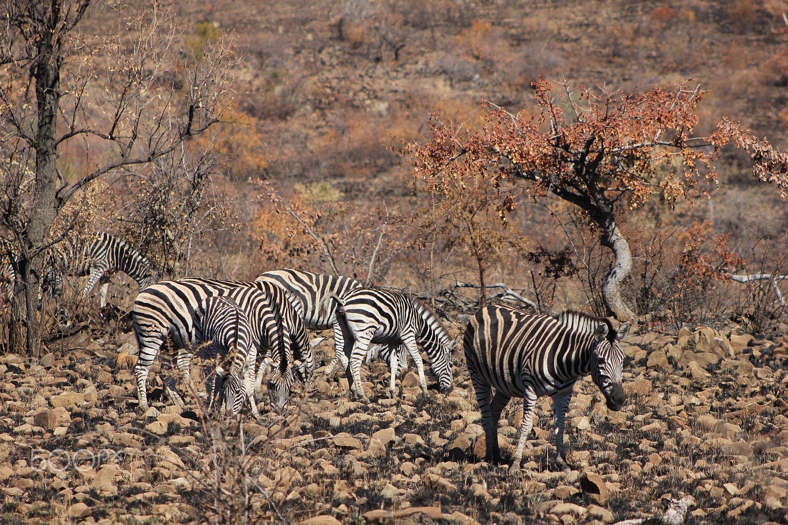 Canon EF 75-300mm f/4-5.6 USM sample photo. Zebras in the pilanesberg photography