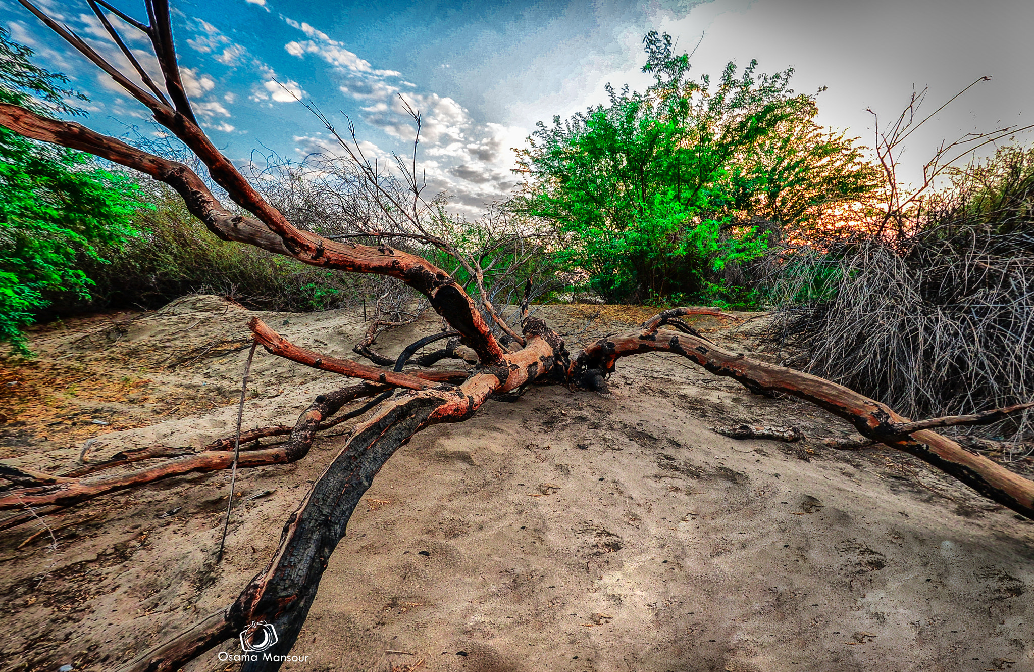 Nikon AF DX Fisheye-Nikkor 10.5mm F2.8G ED sample photo. Forest photography