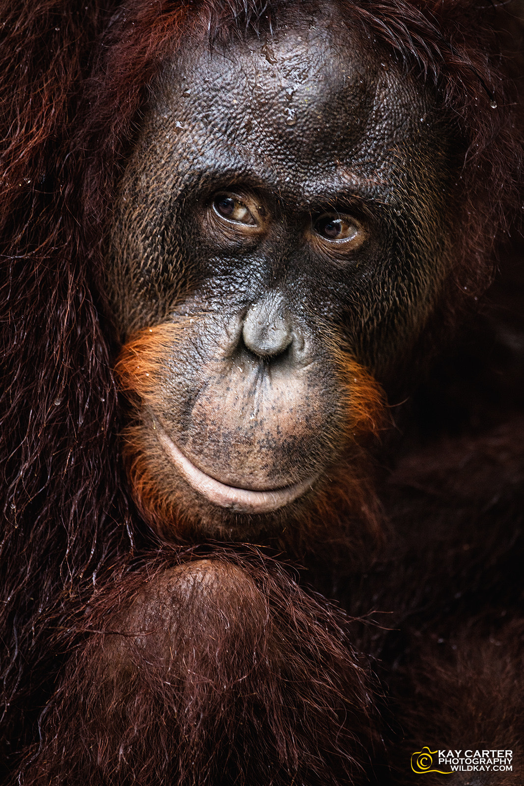 Canon EOS 5DS R sample photo. Orangutan's smile photography