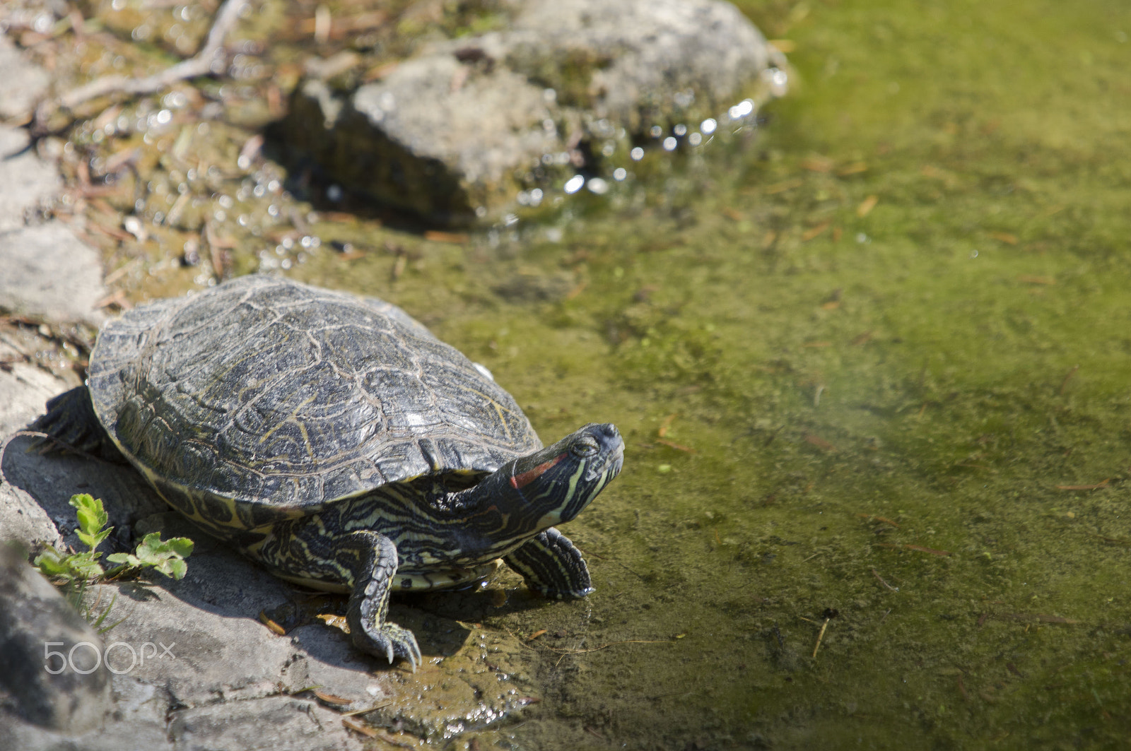 98-280mm F4 sample photo. Turtle photography