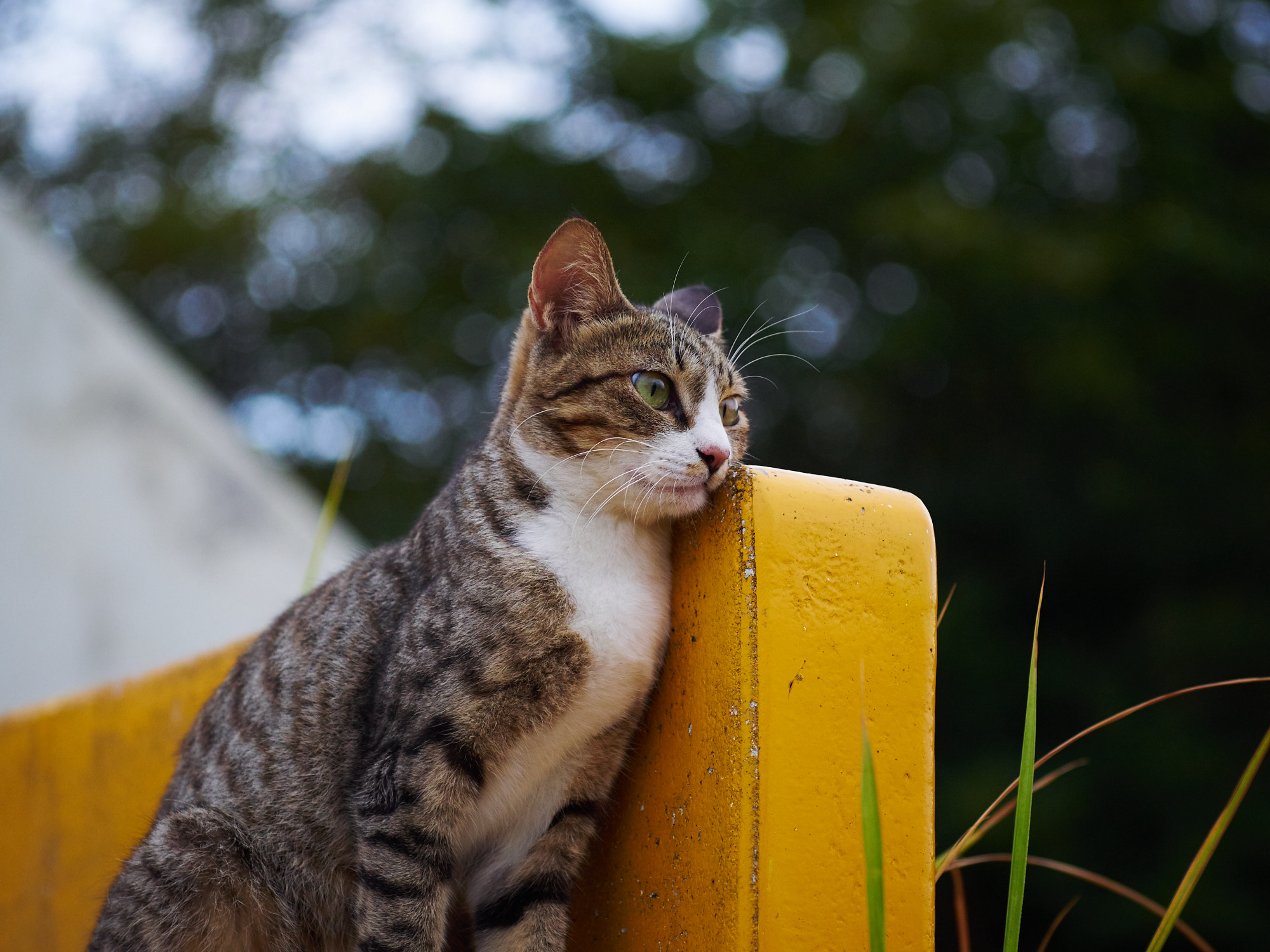 Olympus OM-D E-M1 + Sigma 60mm F2.8 DN Art sample photo. Cat photography