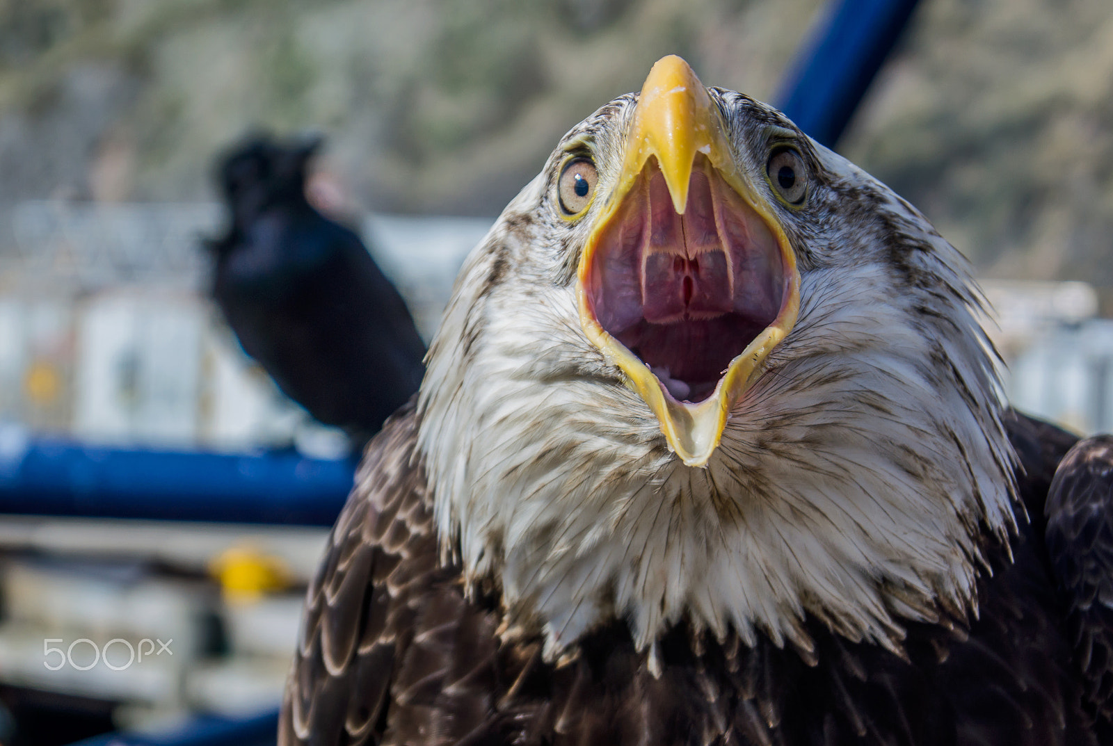 Sony SLT-A77 + Sony DT 18-55mm F3.5-5.6 SAM sample photo. Screaming eagle photography
