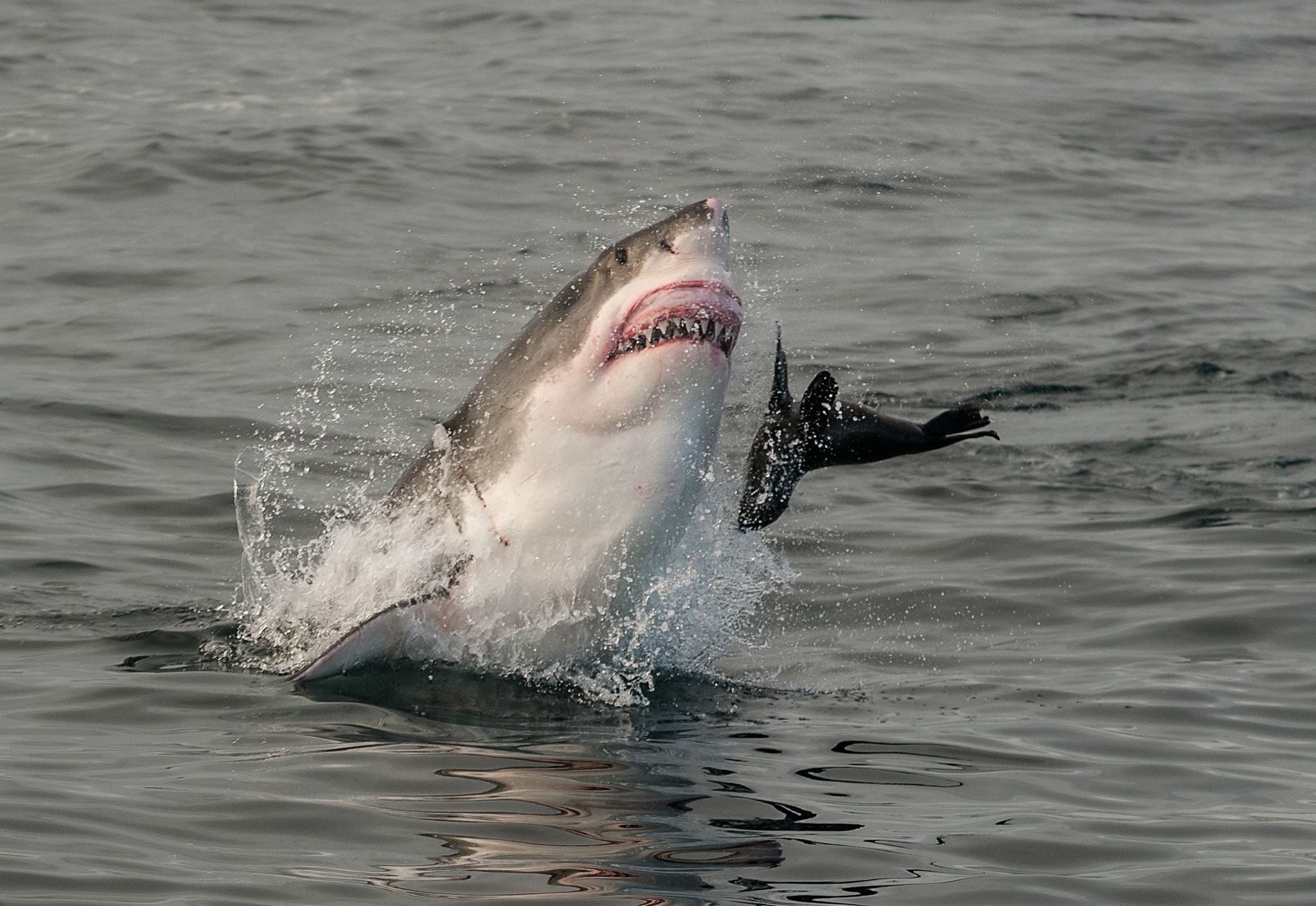 Nikon D3 sample photo. Great white shark breaching photography