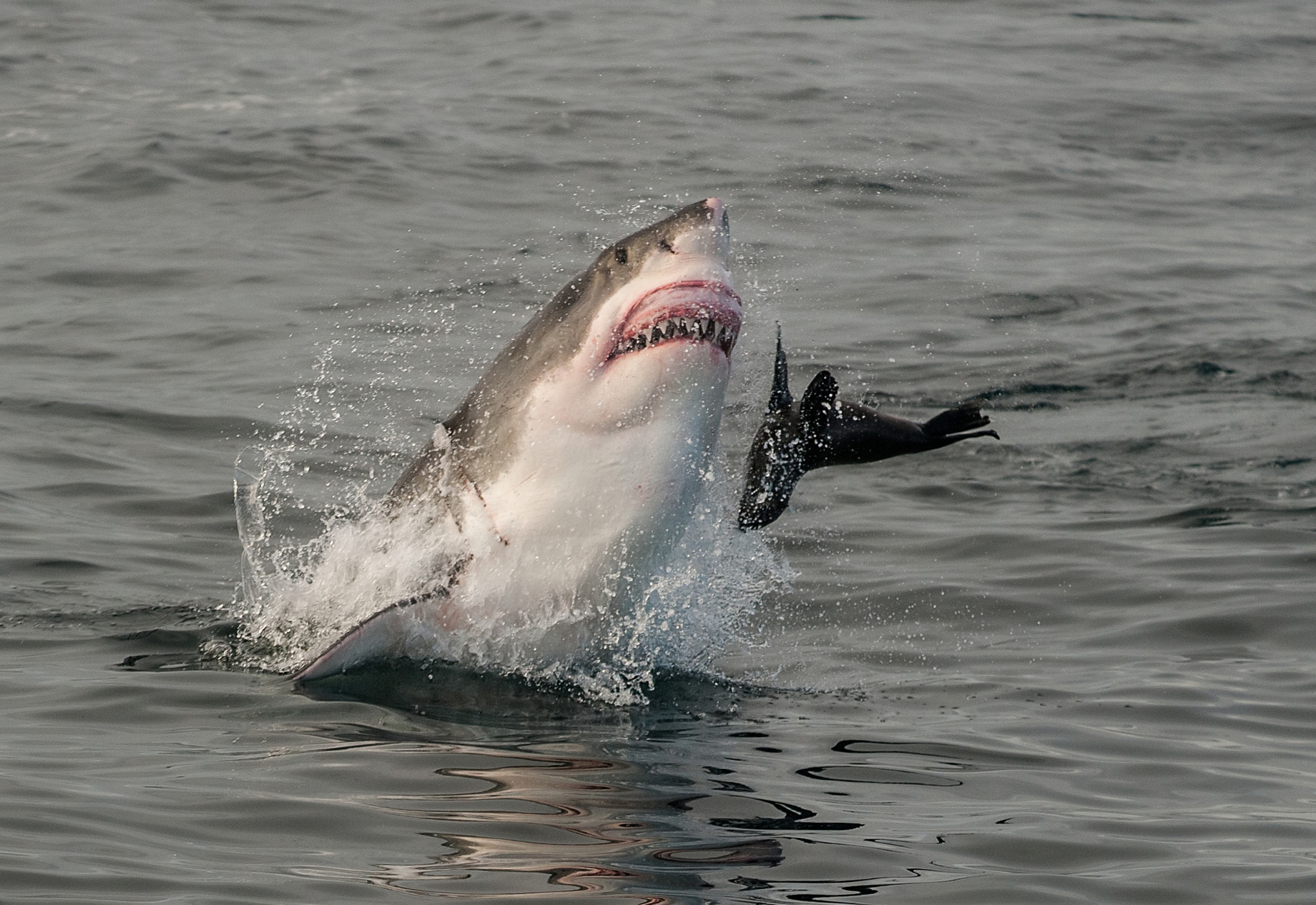 Nikon AF-S Nikkor 70-200mm F4G ED VR sample photo. Great white shark breaching photography