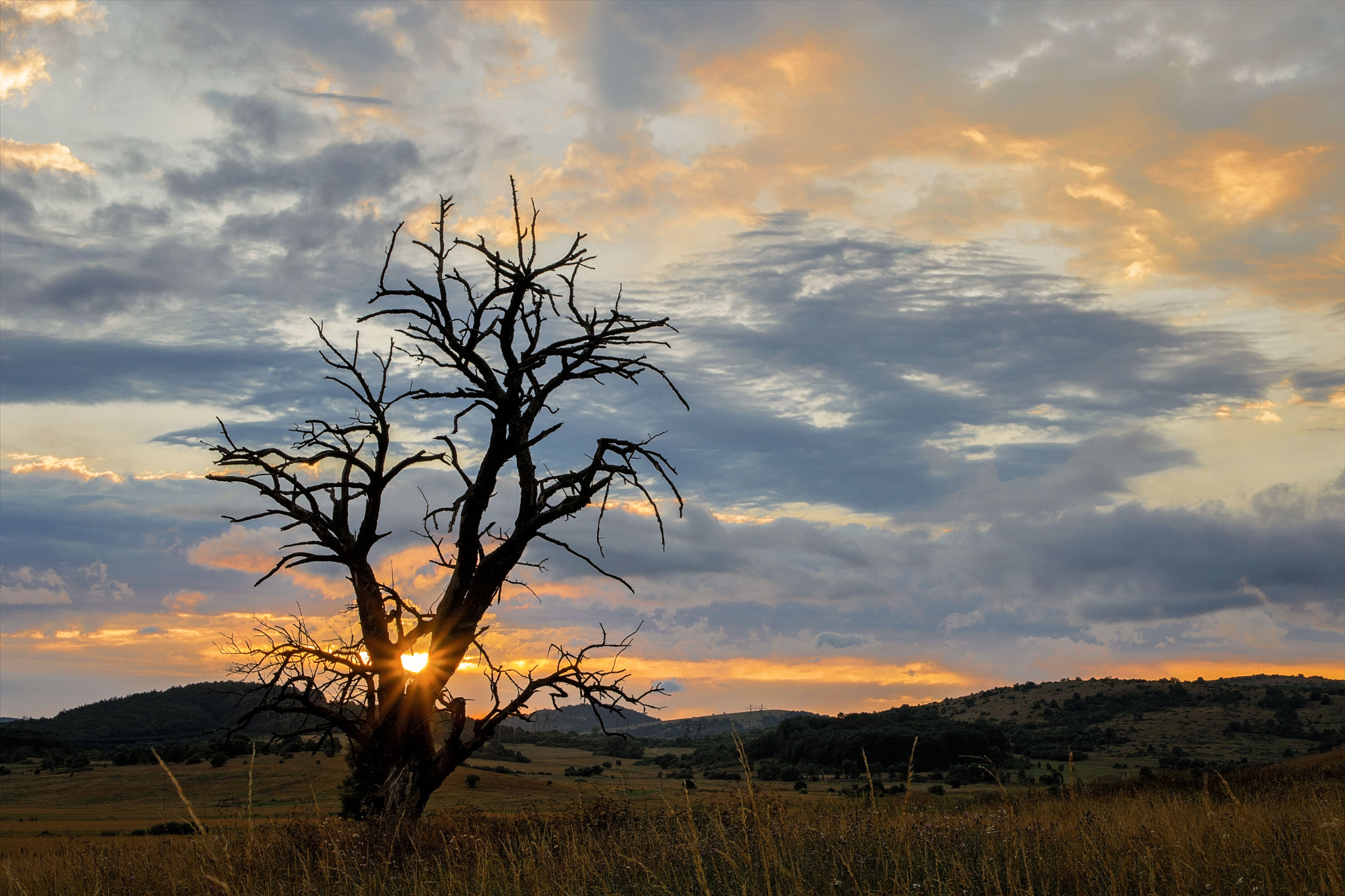 Sony a6300 sample photo. The tree photography