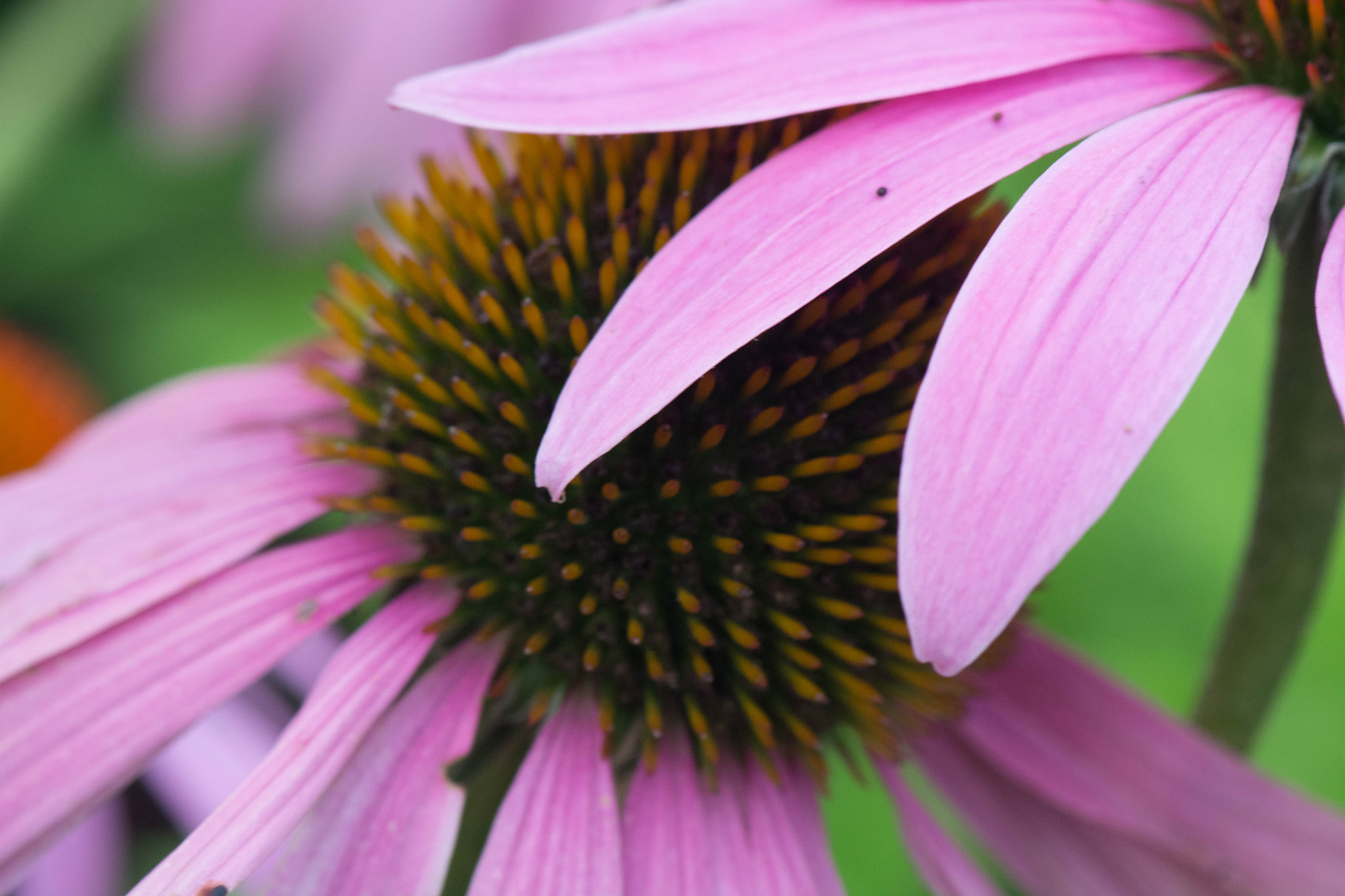 Nikon AF-S Micro-Nikkor 105mm F2.8G IF-ED VR sample photo. Dsc photography