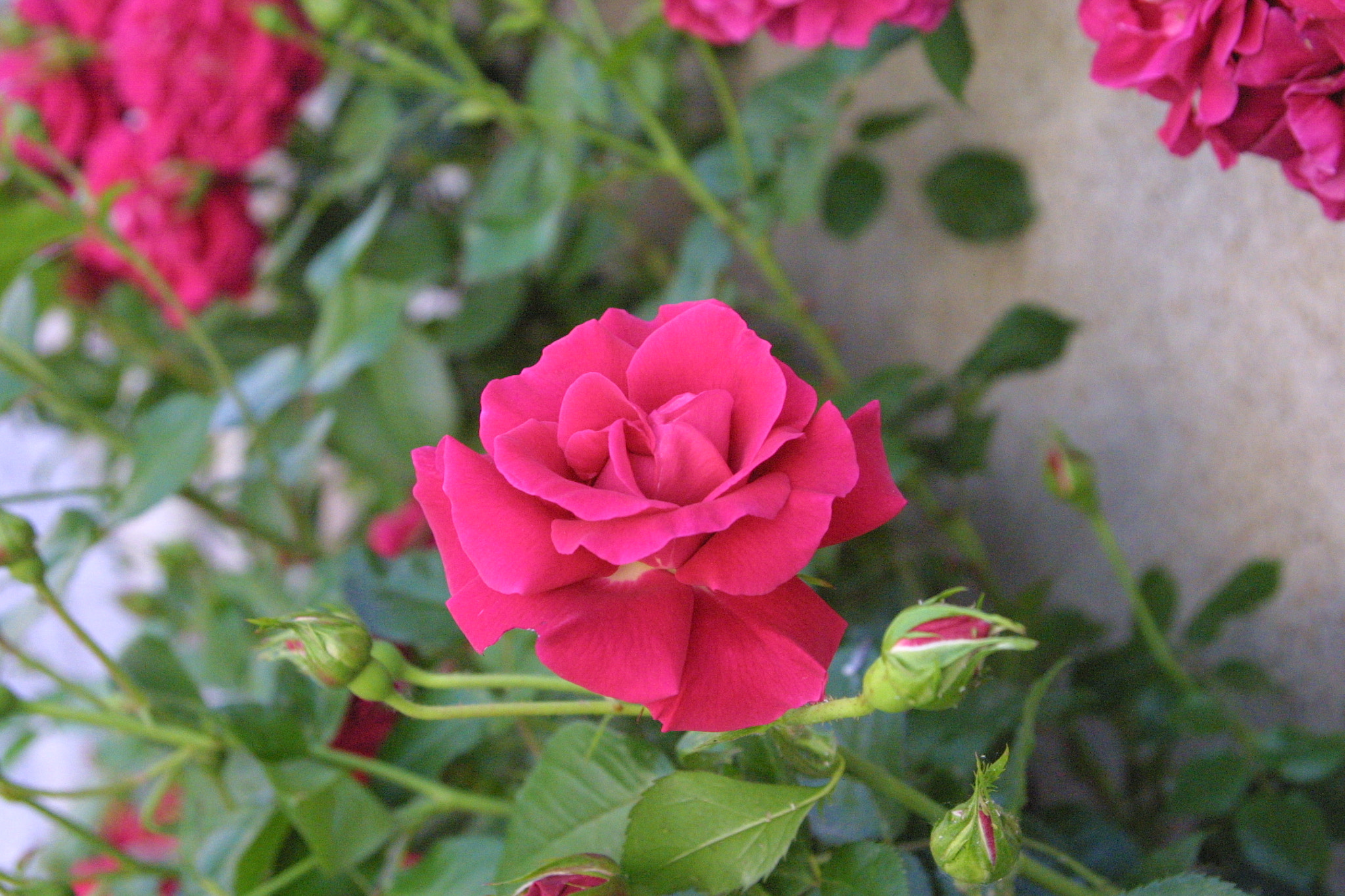 Canon EF 24-85mm F3.5-4.5 USM sample photo. Roses of the chateau photography