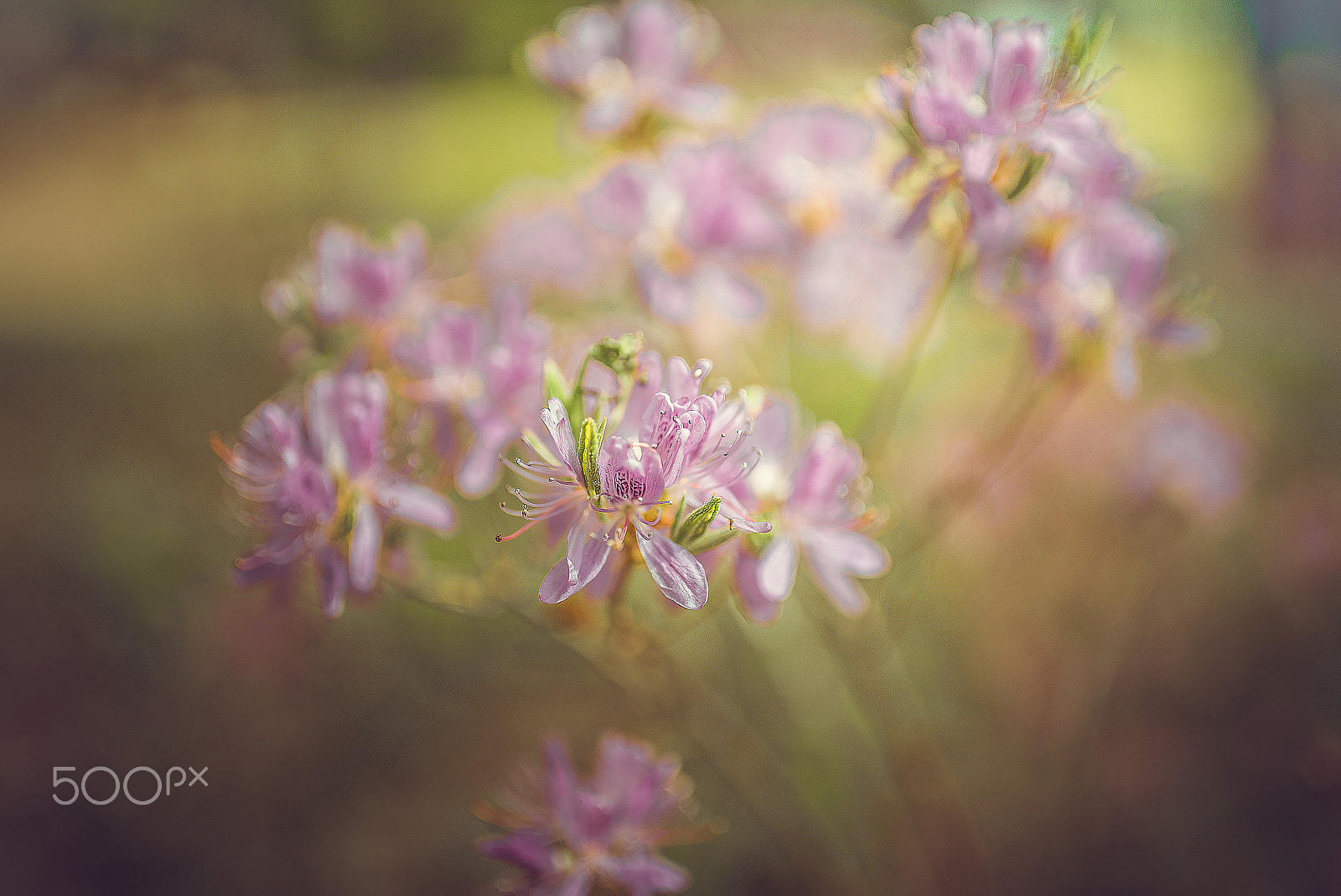 Sony a7S sample photo. Цветочки photography