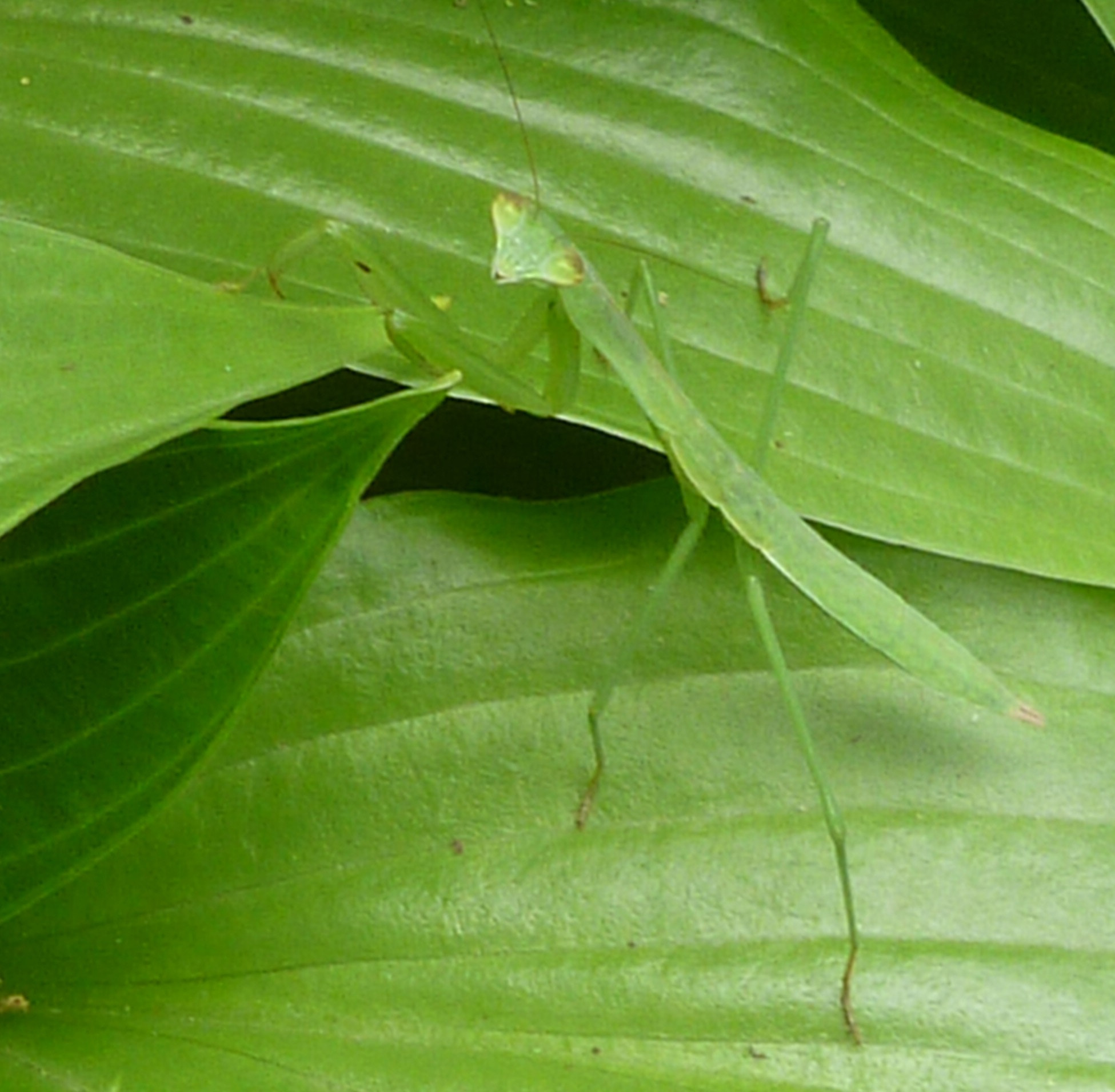 Panasonic DMC-FH20 sample photo. Praying mantis photography