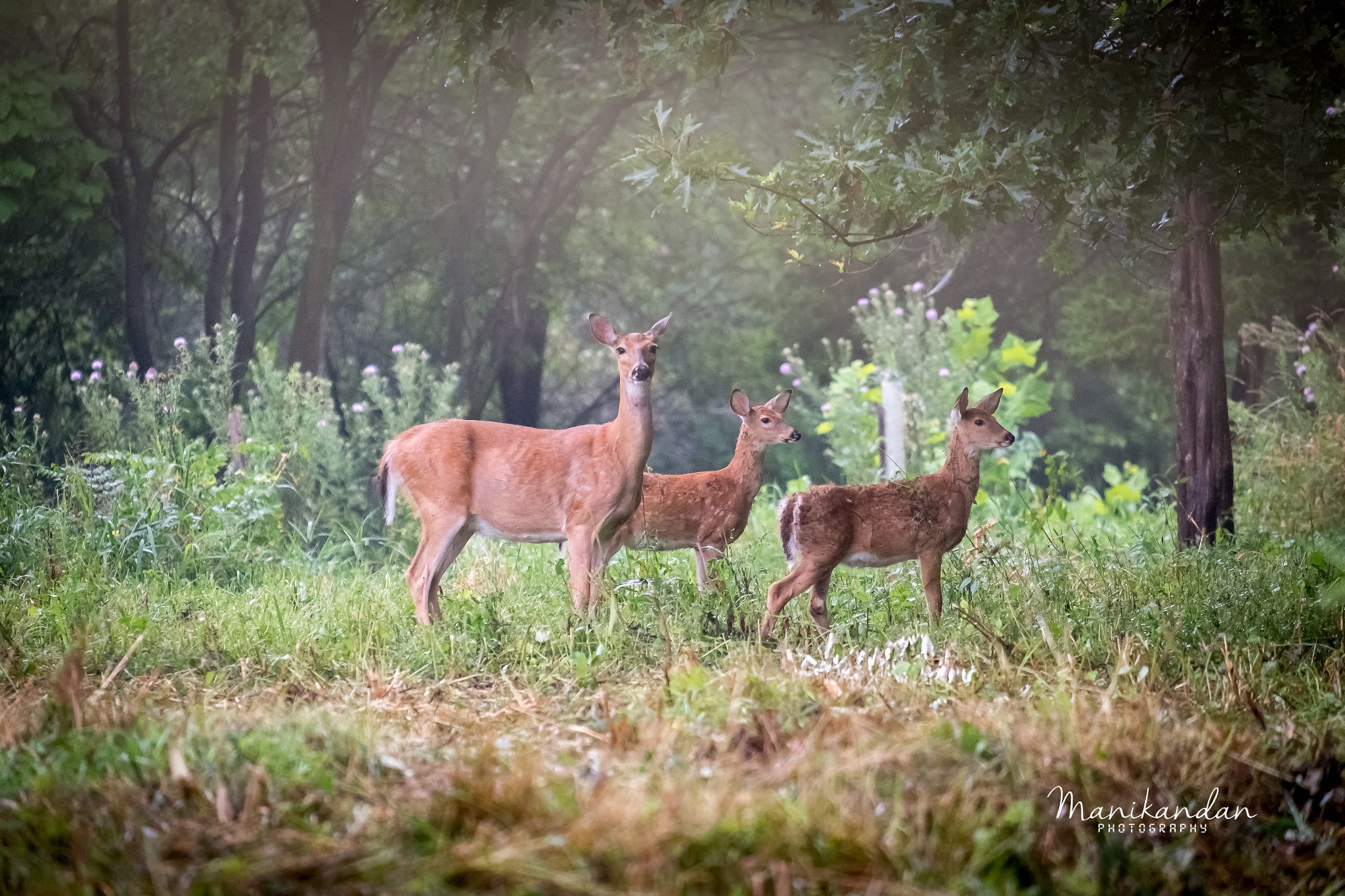Fujifilm XF 55-200mm F3.5-4.8 R LM OIS sample photo. Family photography