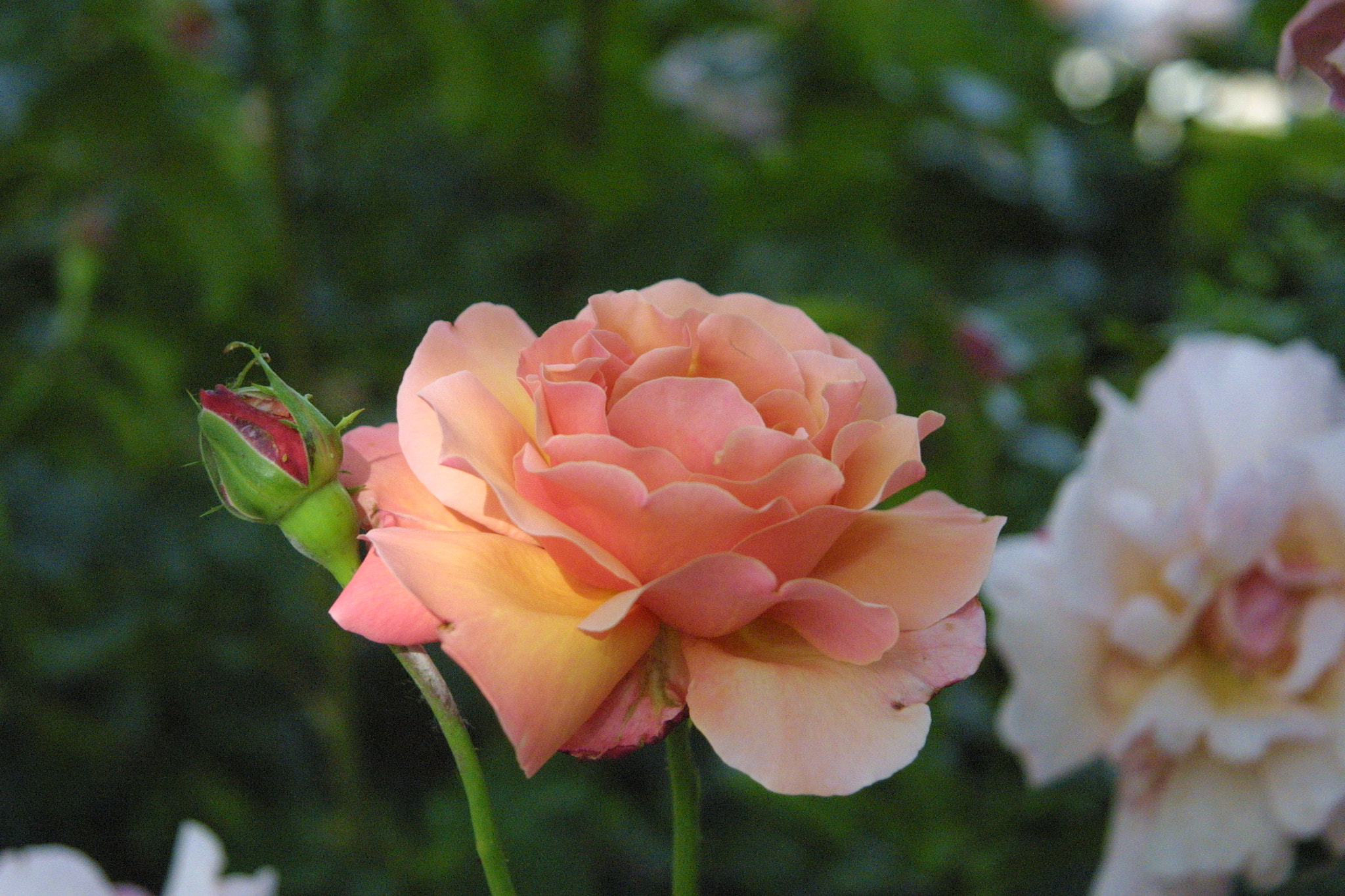 Canon EF 24-85mm F3.5-4.5 USM sample photo. Sister roses of notre dame photography
