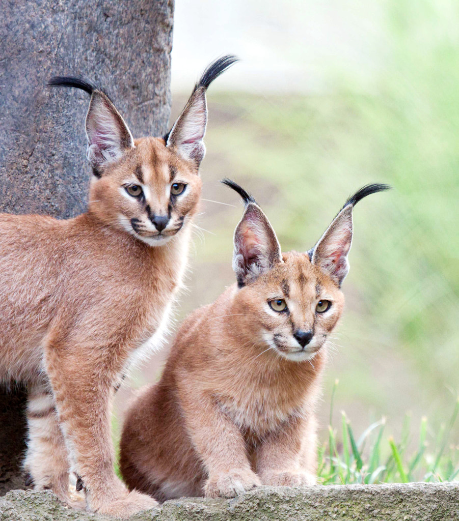 Caracal Kittens by Arman Werth on 500px.com