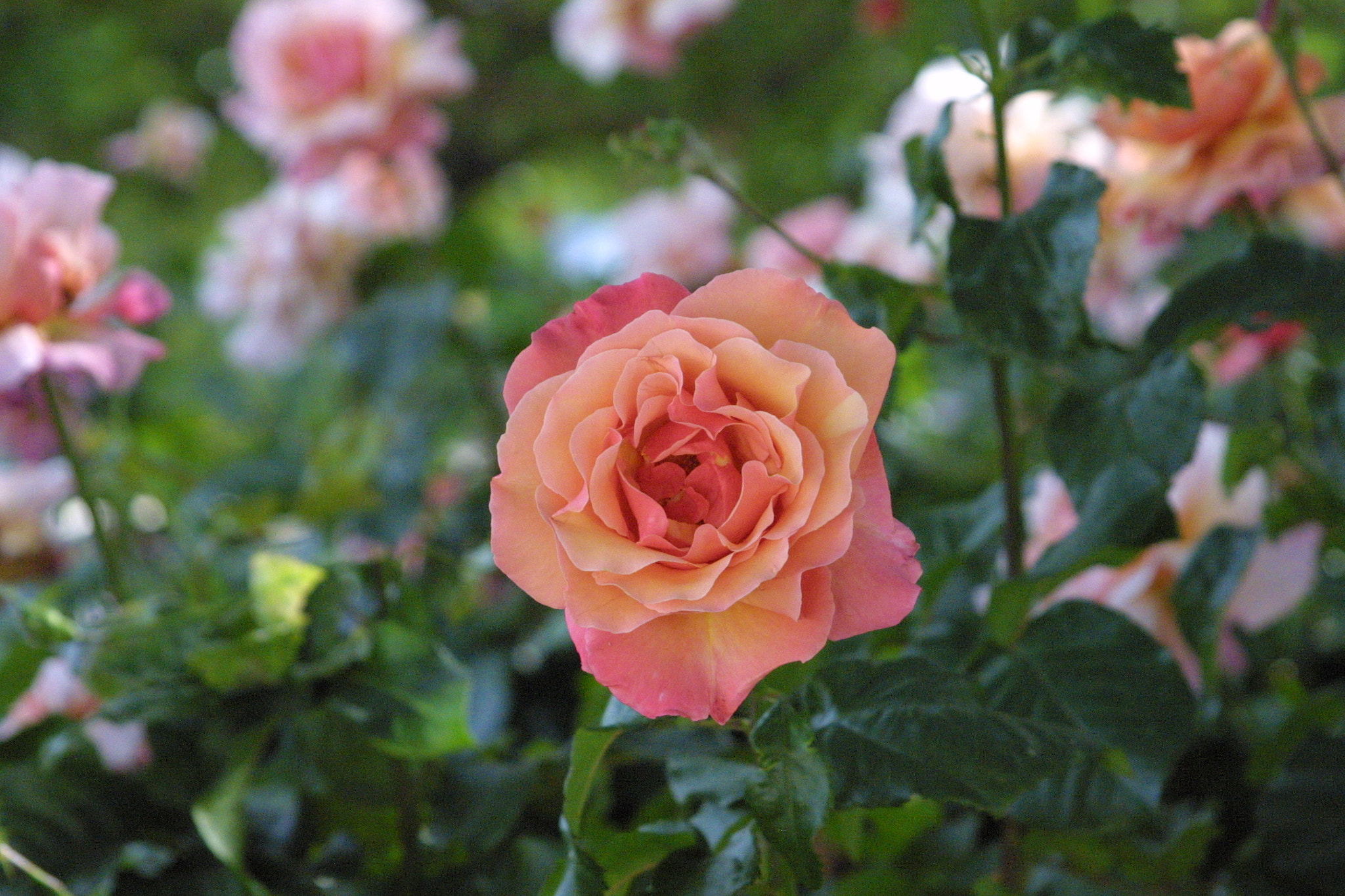 Canon EOS D30 sample photo. Rose of notre dame photography