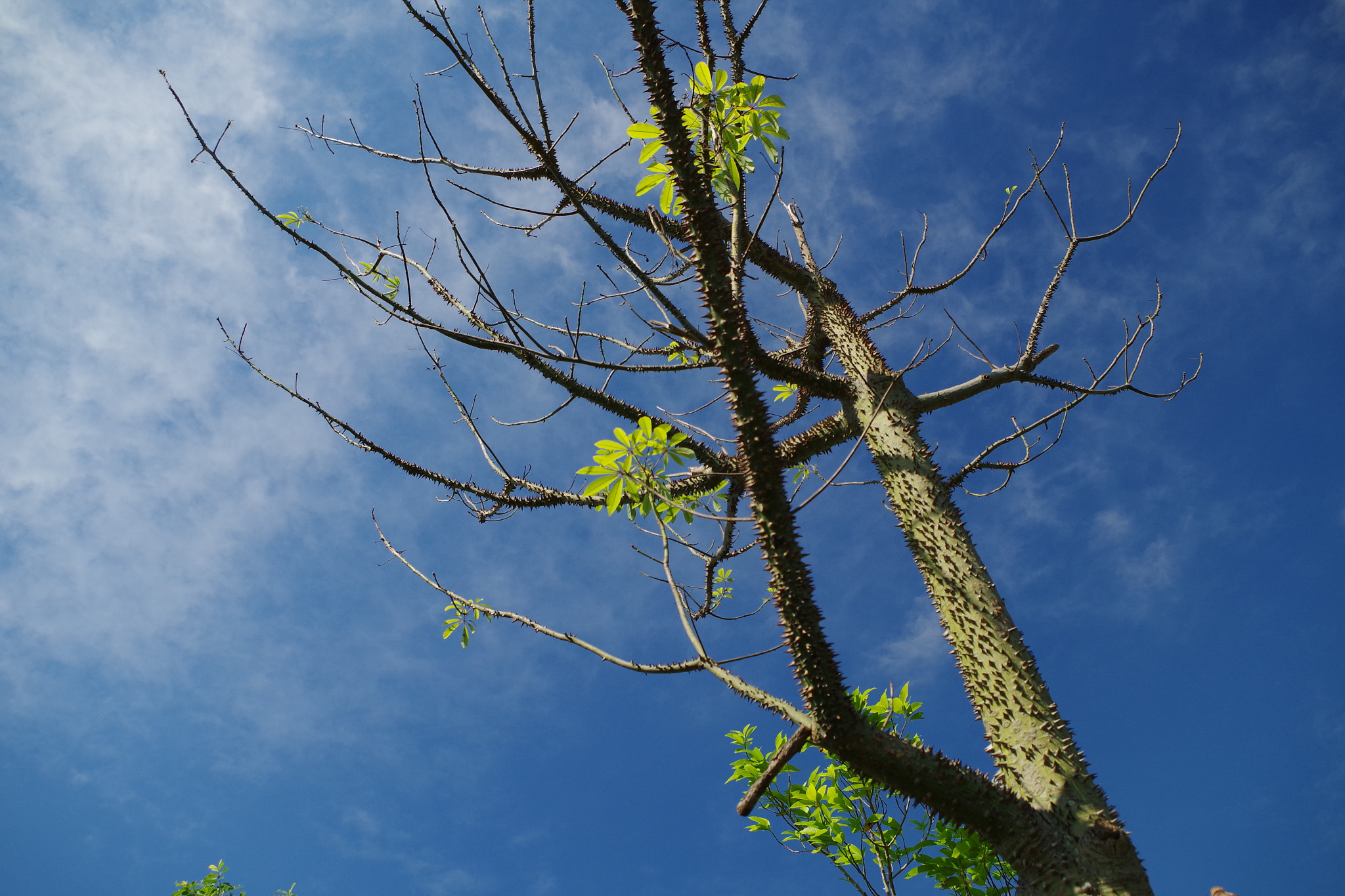 Pentax K-S2 sample photo. Tree photography