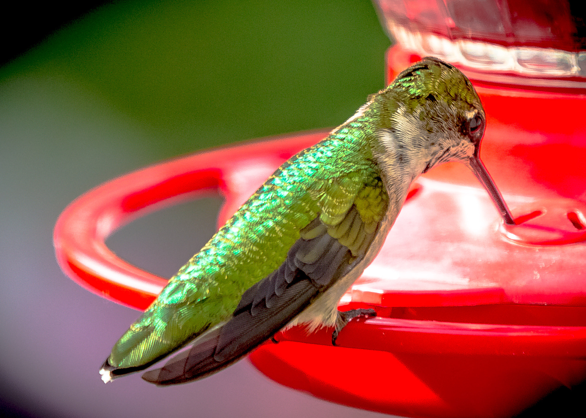 Canon EF 70-200mm F2.8L IS II USM sample photo. Refueling in the side garden photography