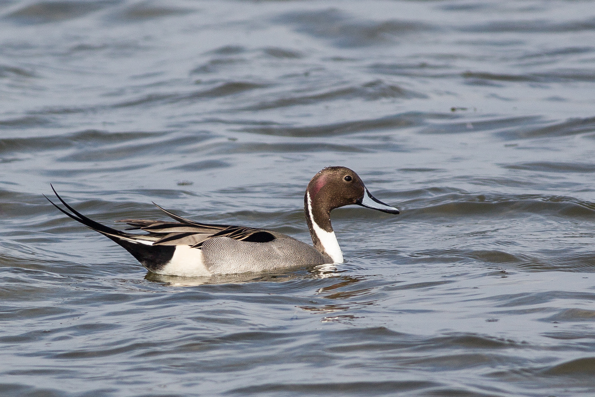 Canon EOS-1D Mark IV + Canon EF 400mm F5.6L USM sample photo. Northern pintail photography