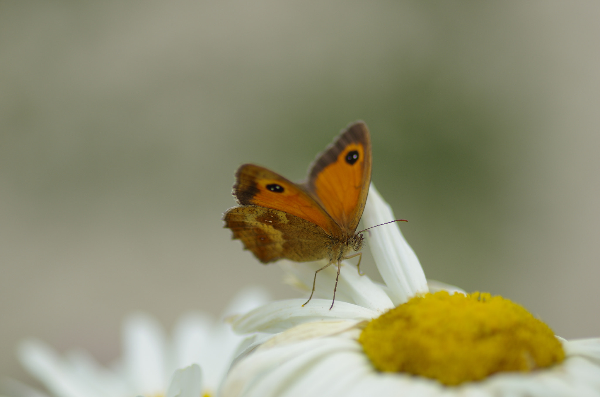 Pentax smc D-FA 100mm F2.8 Macro WR sample photo. Amaryllis photography