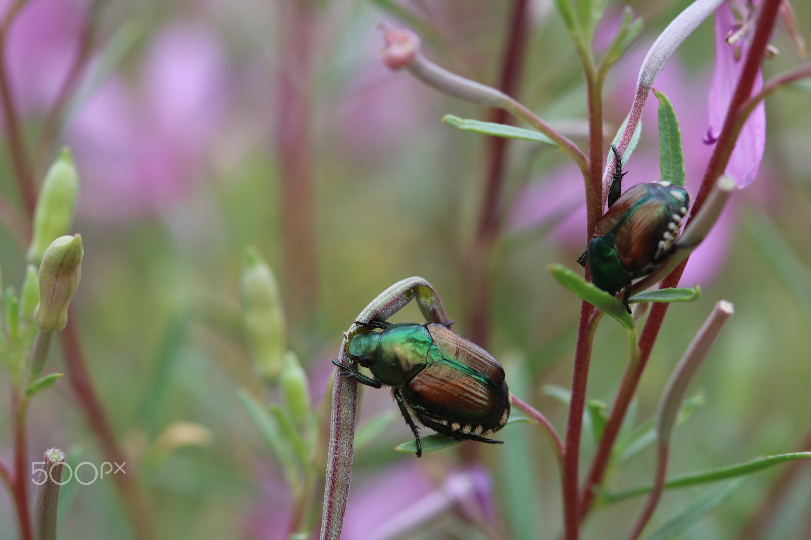 Canon EF 100mm F2.8 Macro USM sample photo. Japanese beetles 6122 photography