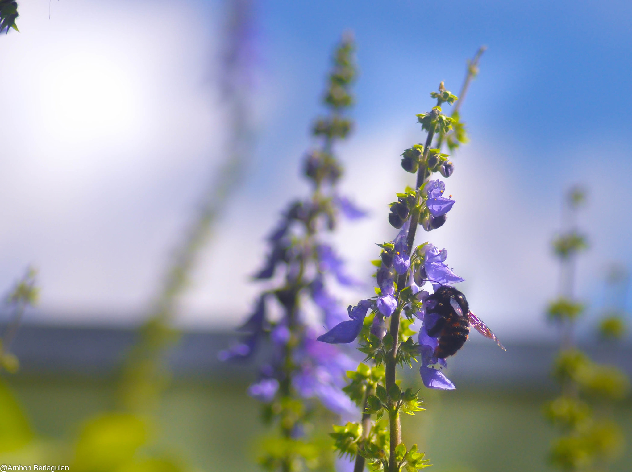 Nikon D3S sample photo. No jardim de casa! photography