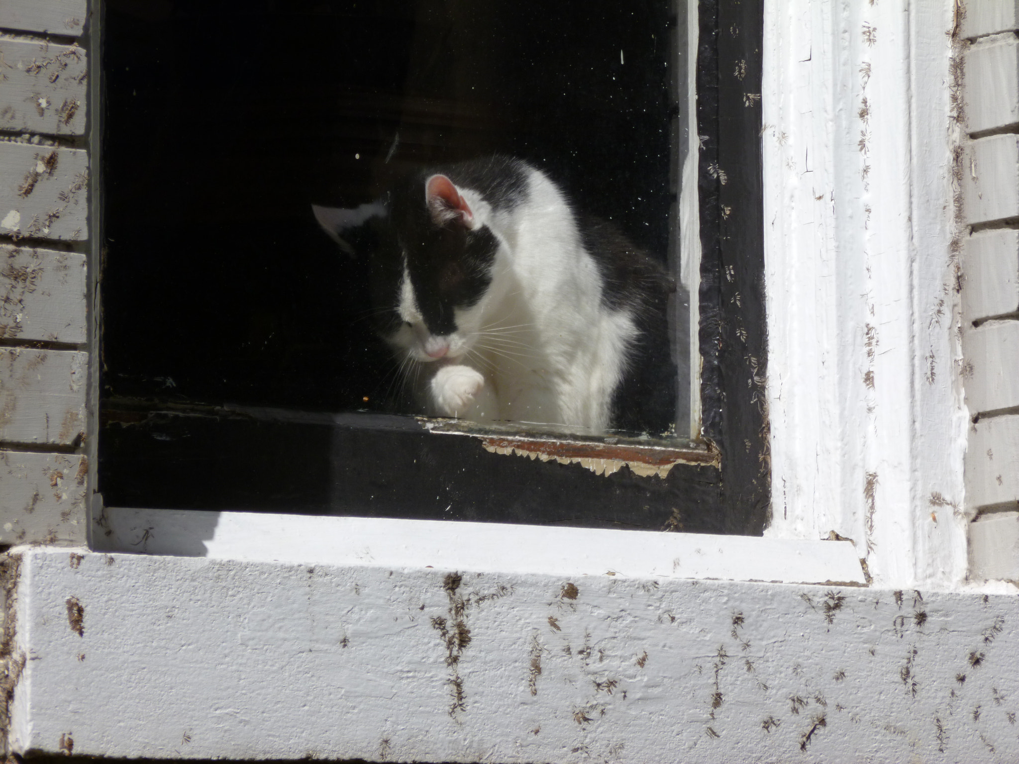 Panasonic DMC-FH20 sample photo. Cat in a window photography