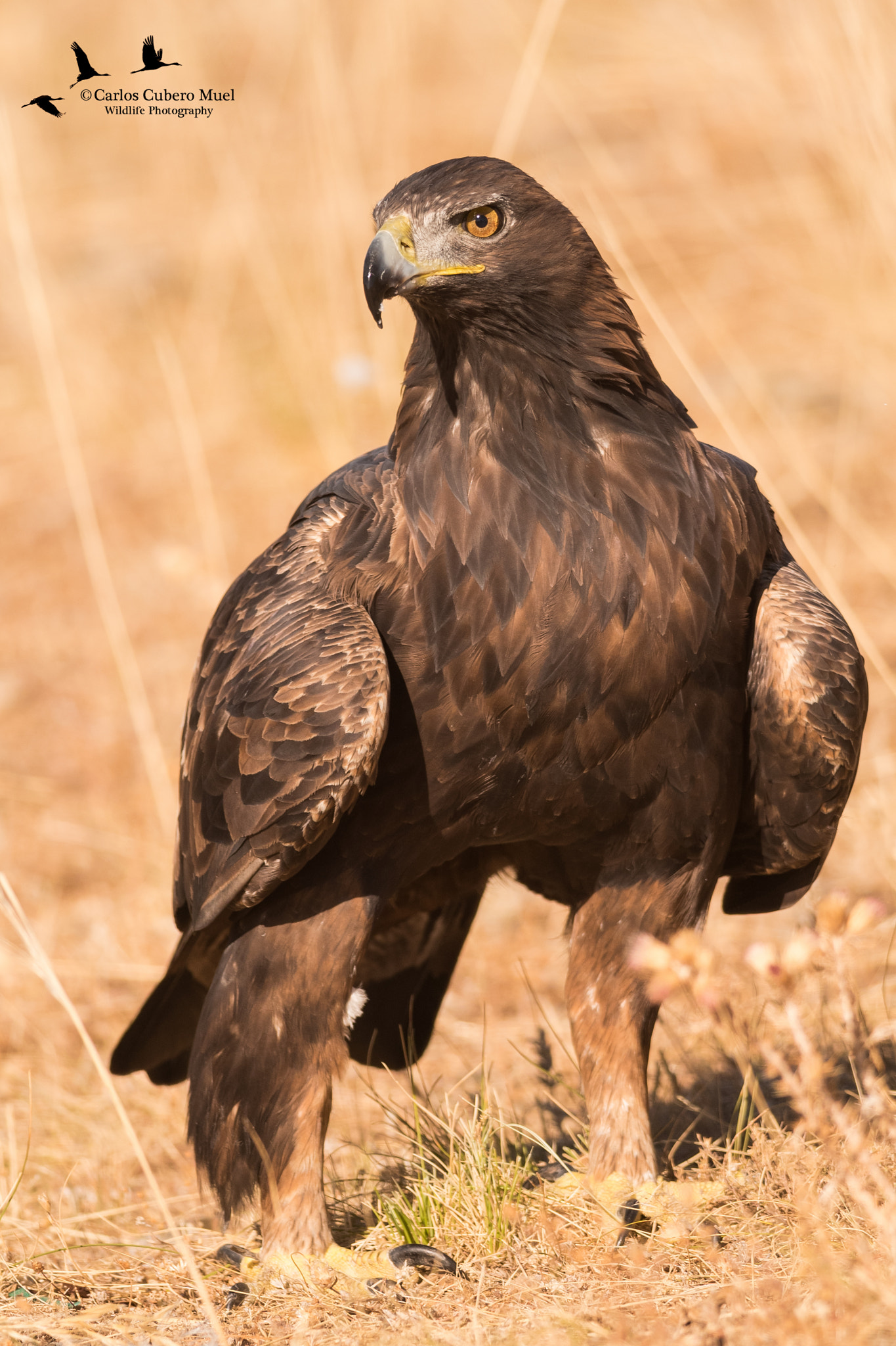 Nikon D750 + Nikon AF-S Nikkor 300mm F4D ED-IF sample photo. Aguila real photography