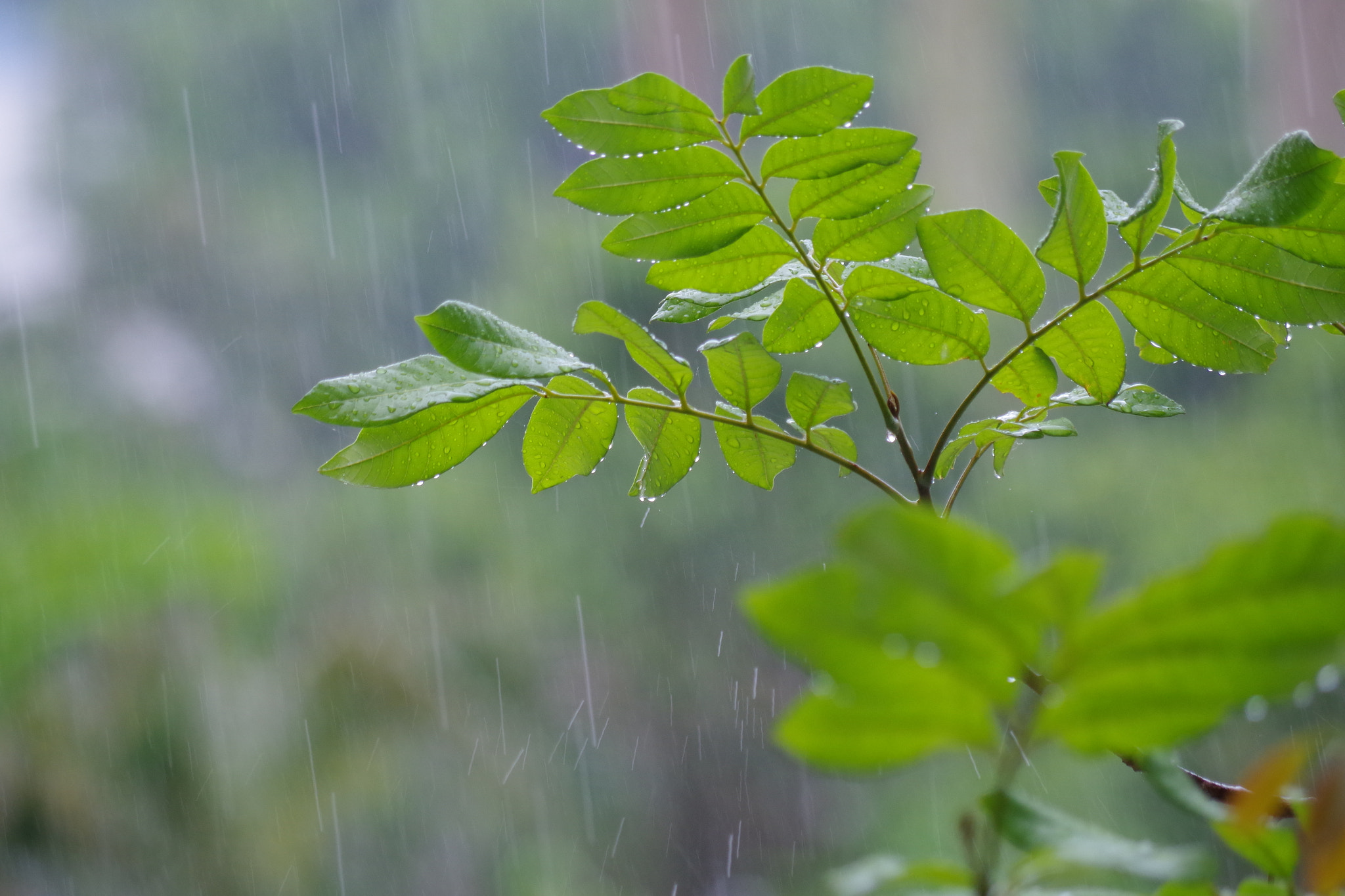 Pentax K-S2 sample photo. Rainning photography