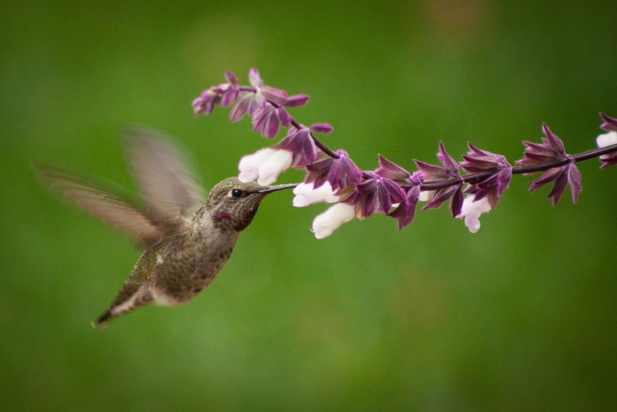 Canon EOS 500D (EOS Rebel T1i / EOS Kiss X3) + EF75-300mm f/4-5.6 sample photo. Anna's hummingbird female photography
