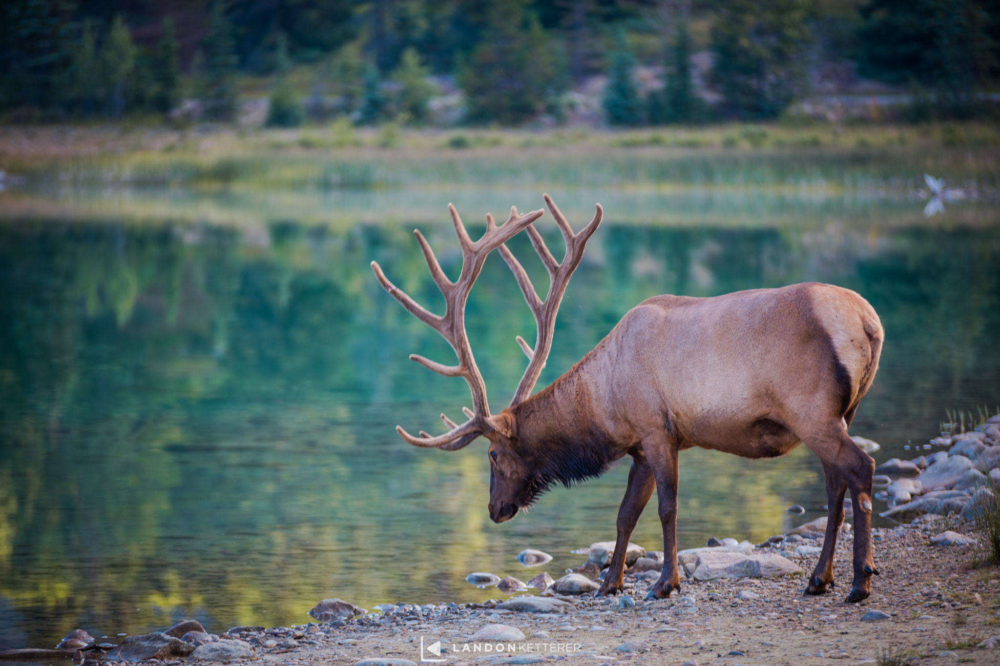 Canon EOS 5DS sample photo. Elk at patricia lake photography
